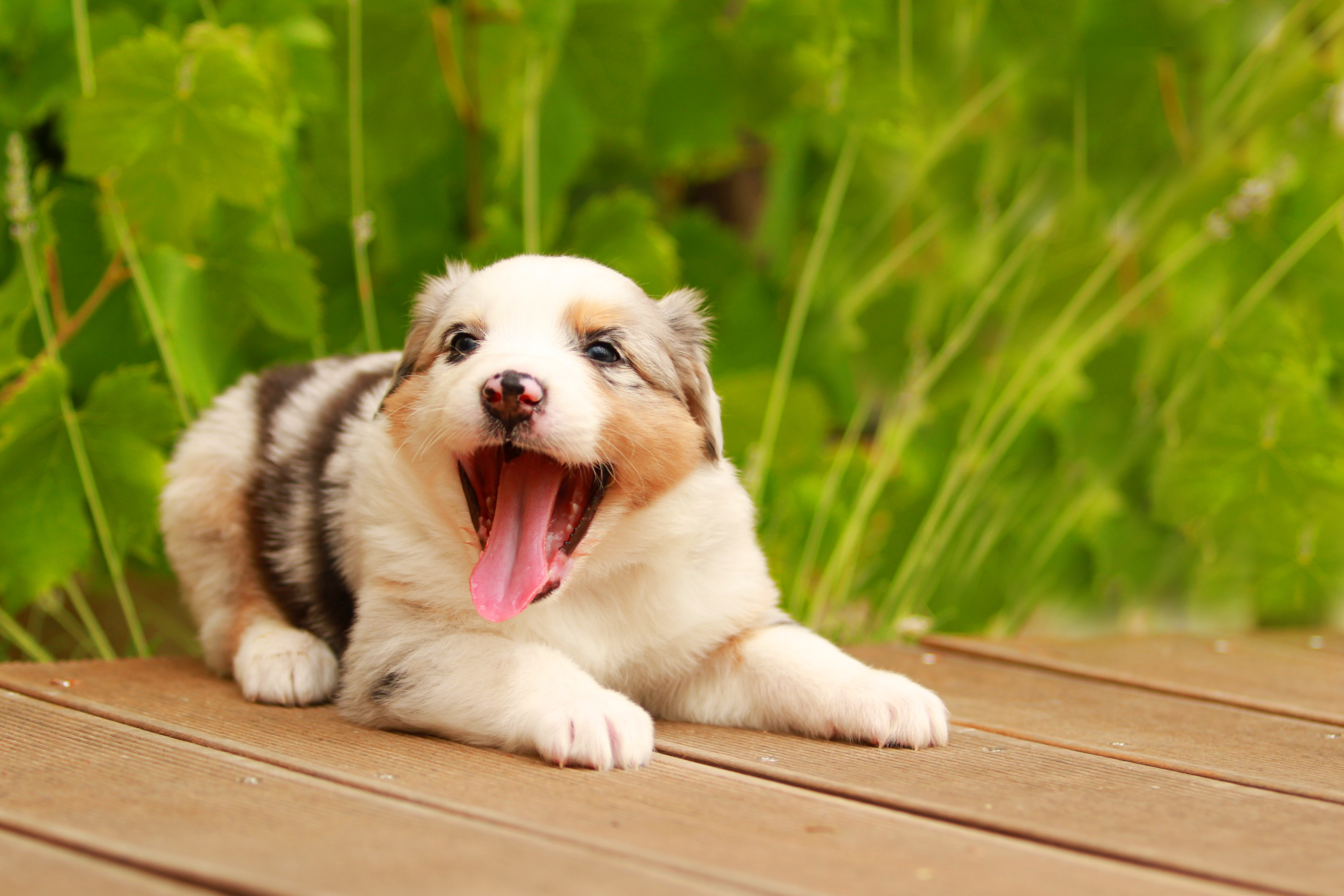 Download mobile wallpaper Australian Shepherd, Protruding Tongue, Playful, Tongue Stuck Out, Muzzle, Animals, Puppy for free.
