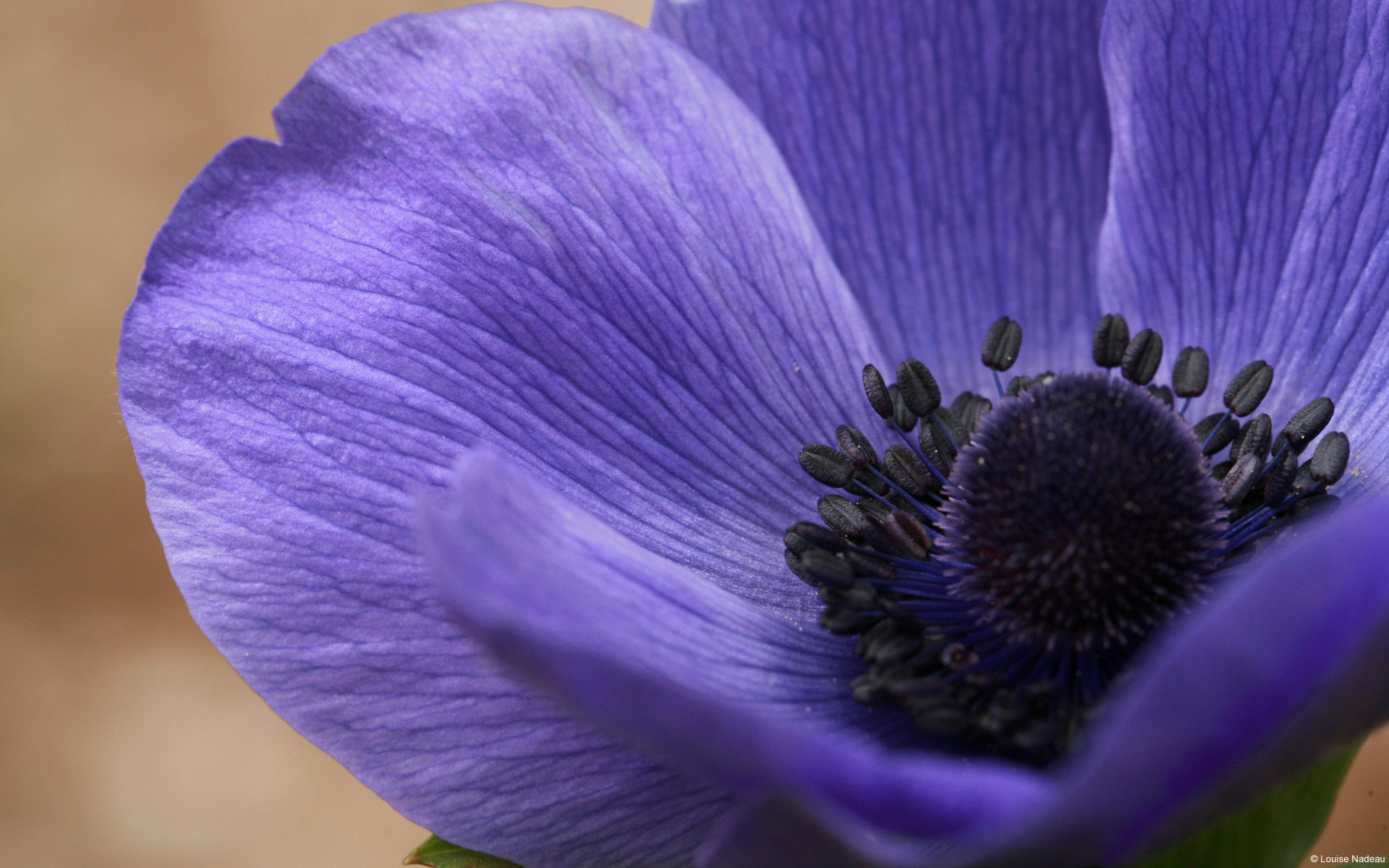 Download mobile wallpaper Flowers, Flower, Earth, Poppy, Purple Flower for free.