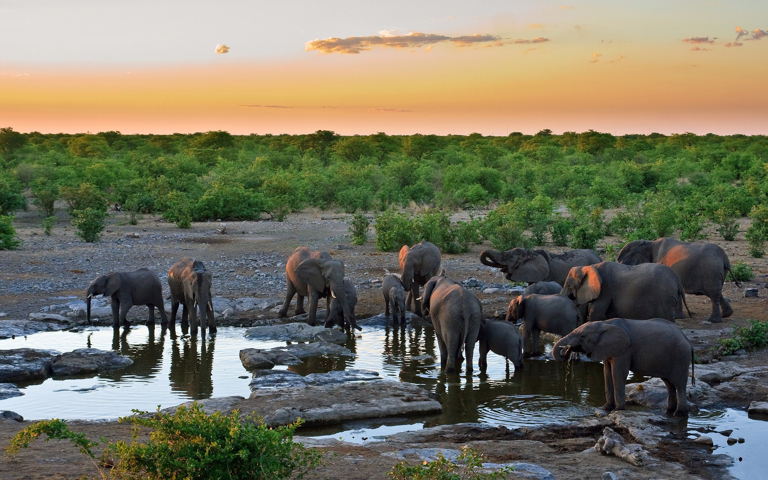 262776 завантажити шпалери слони, тварина, африканський чагарниковий слон - заставки і картинки безкоштовно