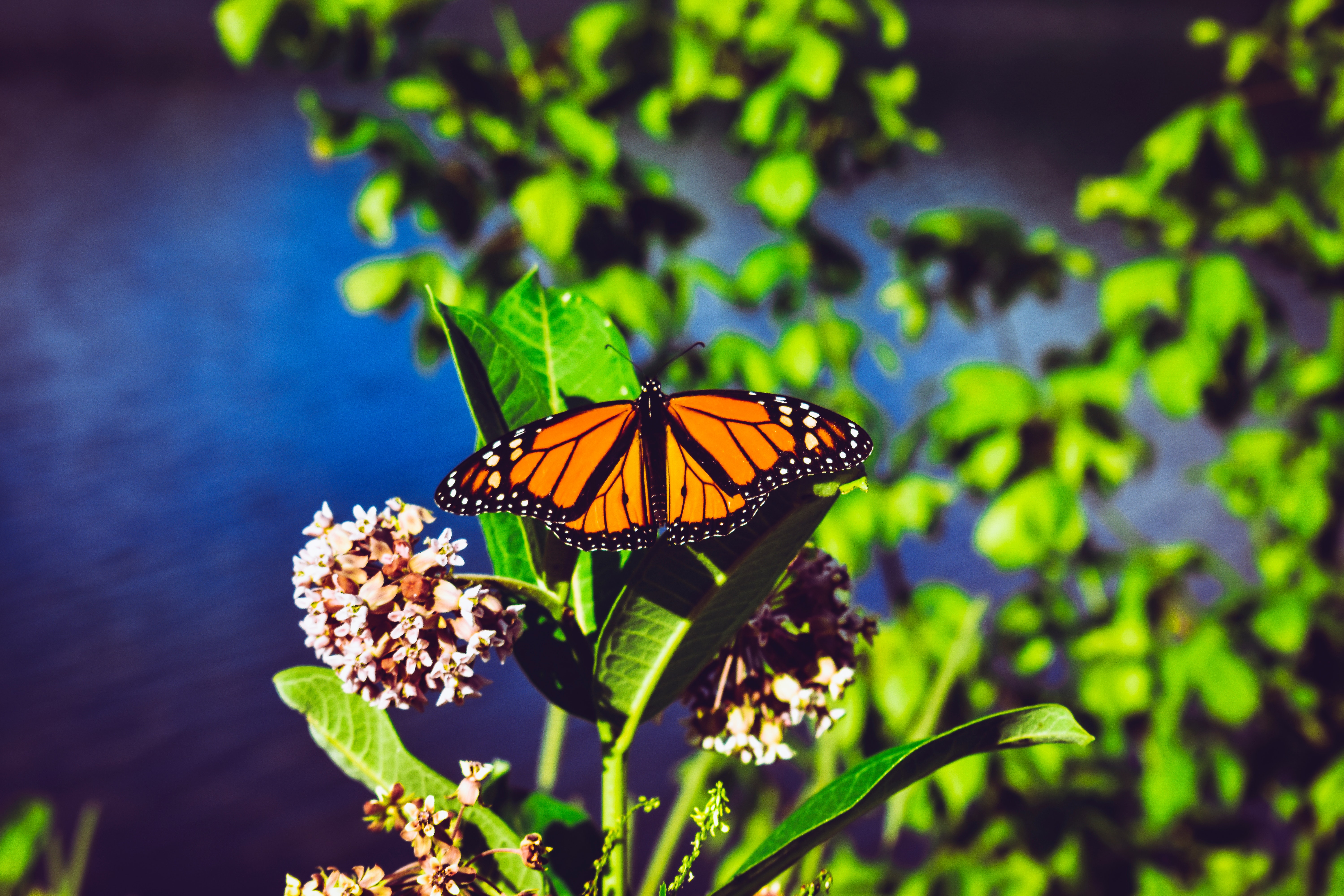 patterns, macro, bright, close up, butterfly, danaida monarch