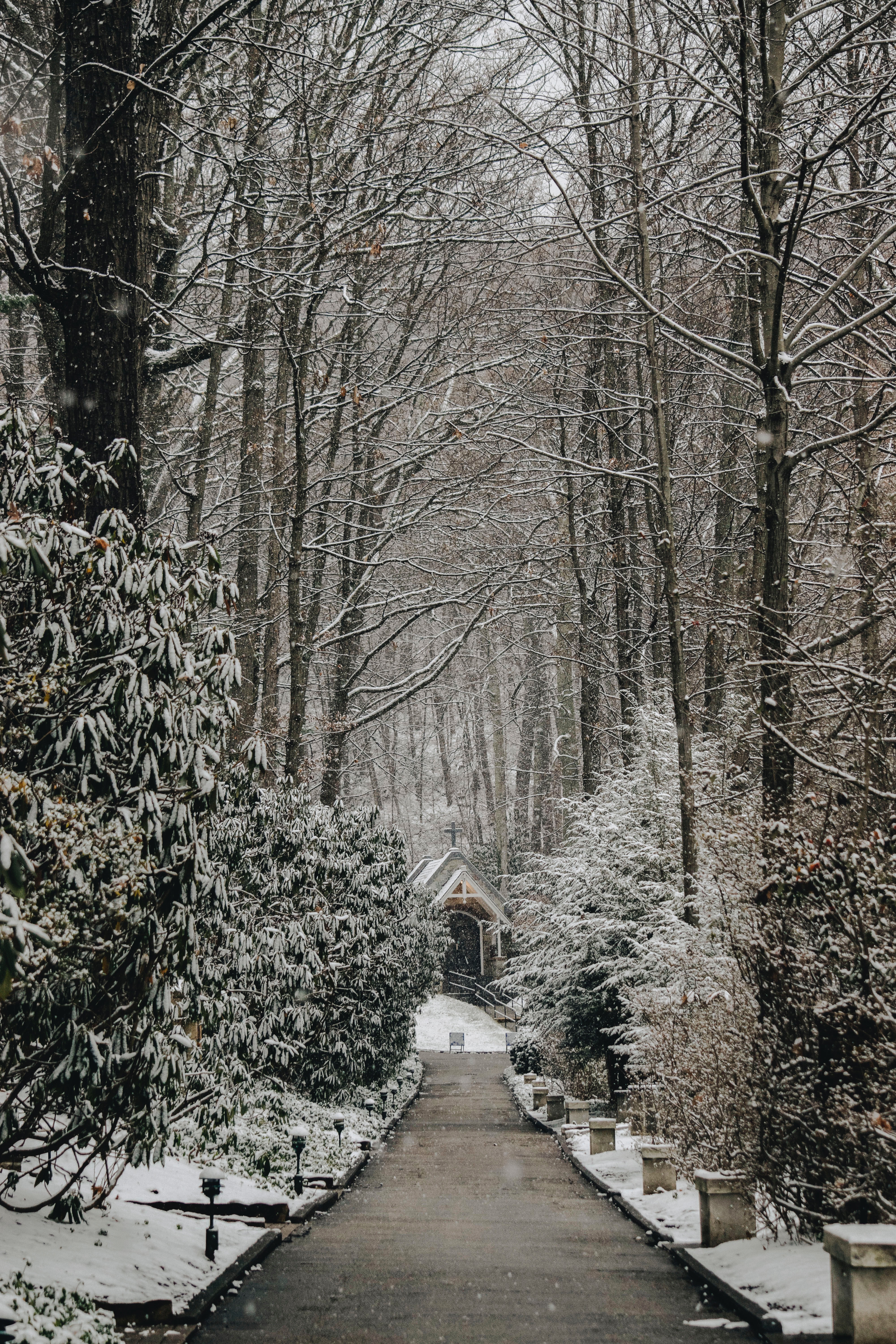 snowfall, nature, church, winter, trees, path QHD