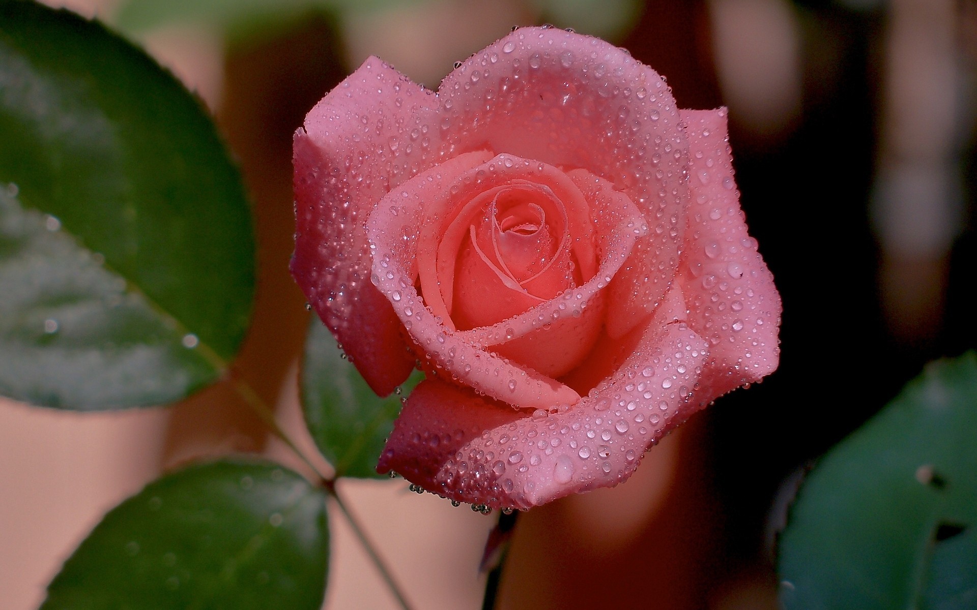 flowers, roses, drops, plants, red UHD