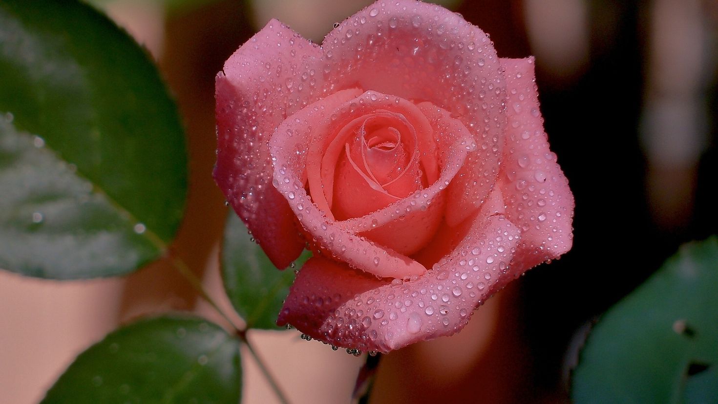 фото букет розы с росой