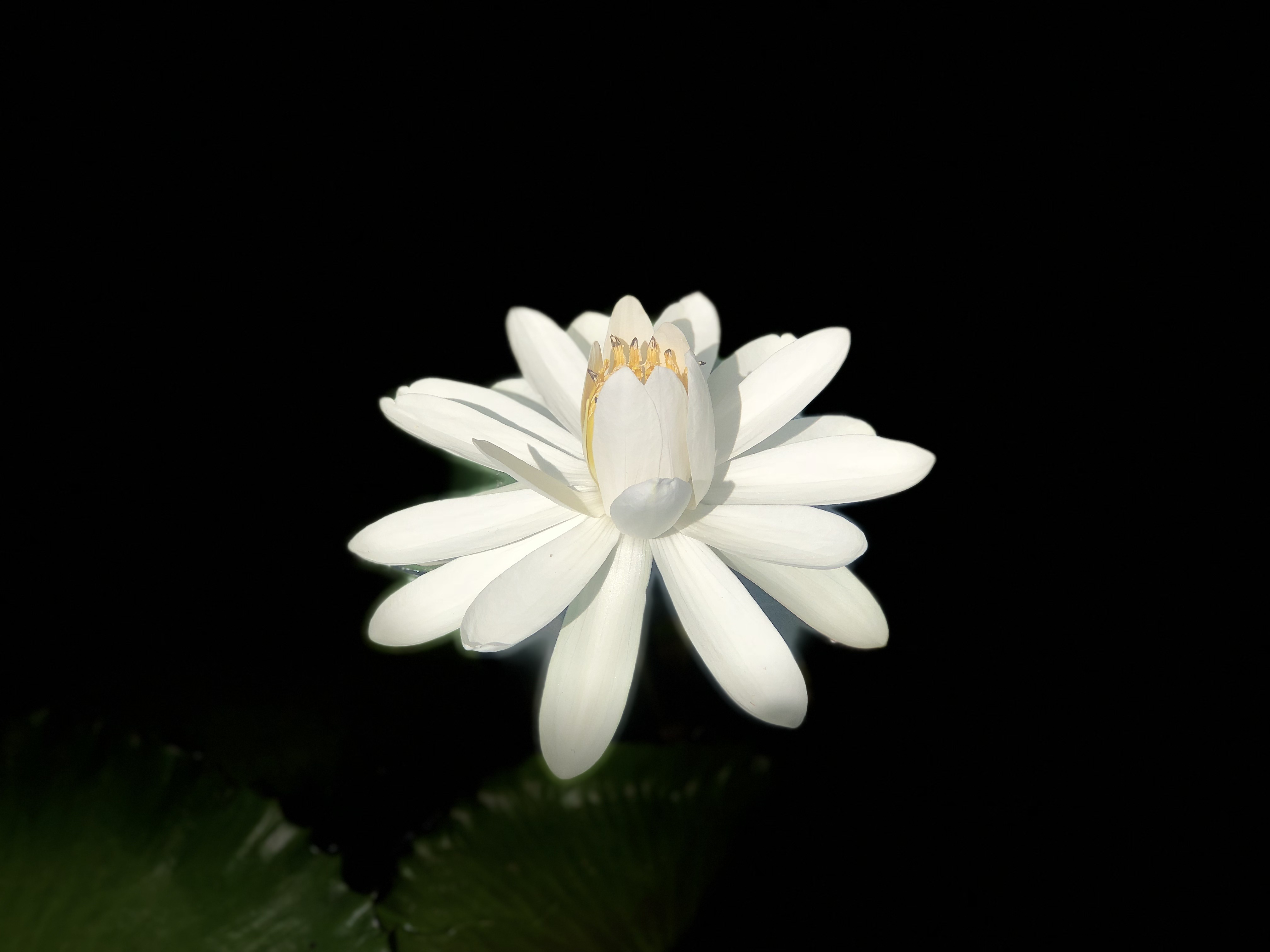 66182壁紙のダウンロード蓮, フラワーズ, 暗い背景, 咲く, 開花, 白い, ロータス-スクリーンセーバーと写真を無料で