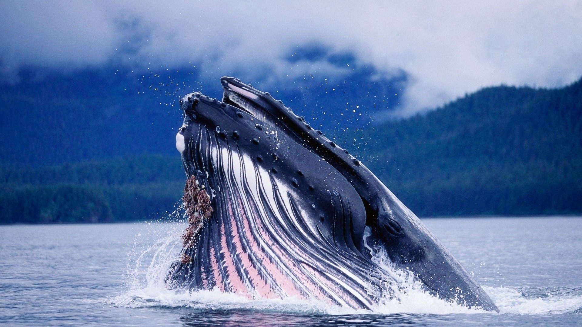 99483 скачать картинку горбатый кит, вода, животные, всплеск, голова - обои и заставки бесплатно
