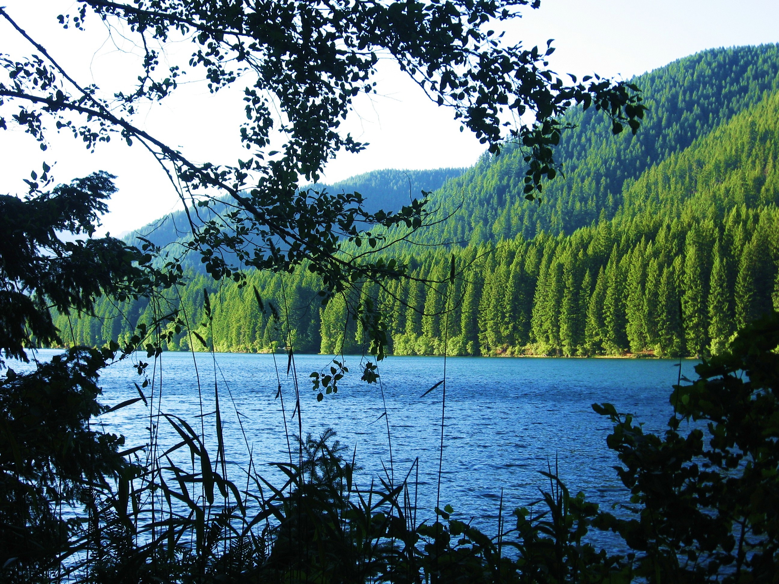 Скачать картинку Пейзаж, Горы, Озеро, Ветки, Природа, Лес в телефон бесплатно.
