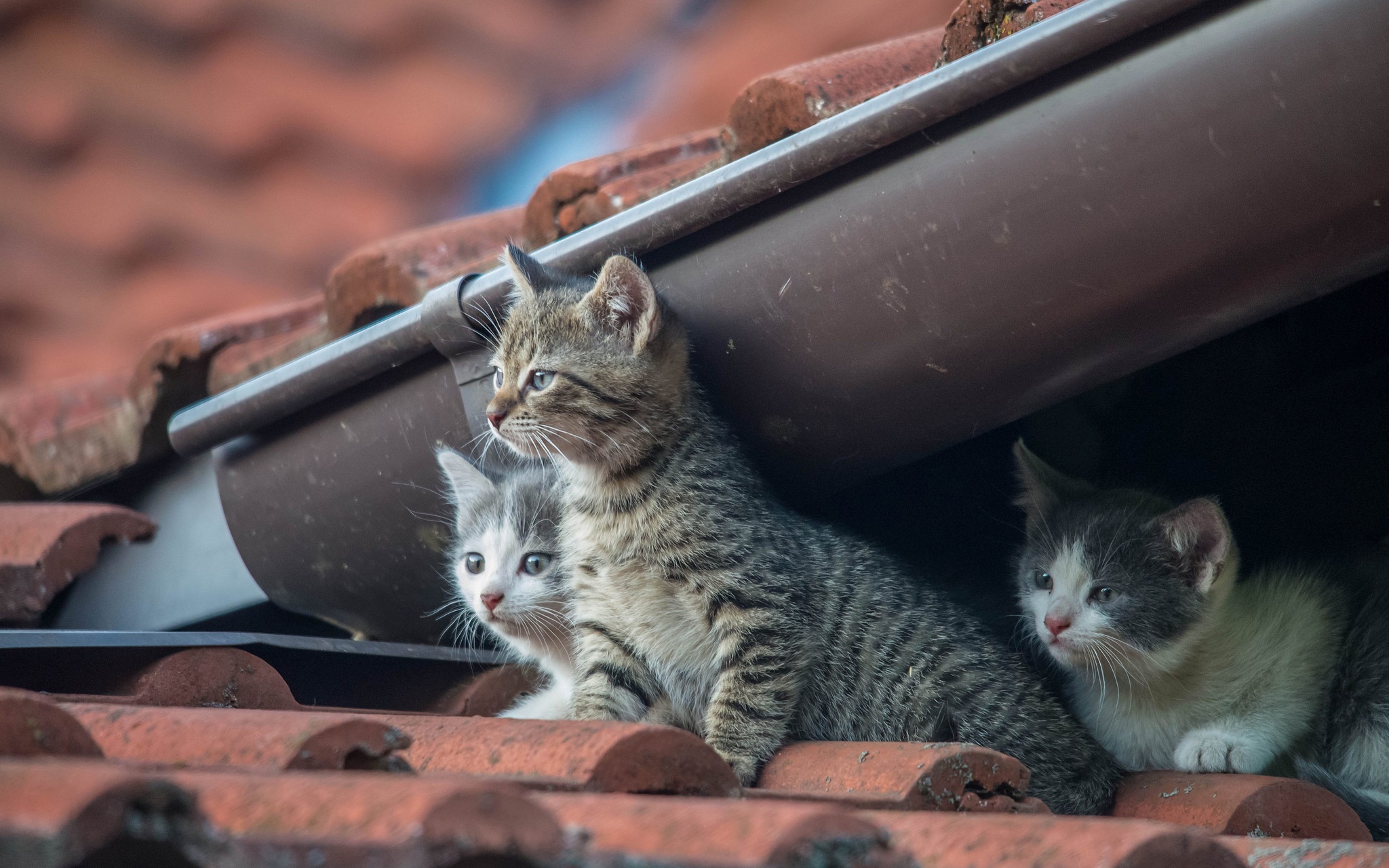 Кошки на крыше фото