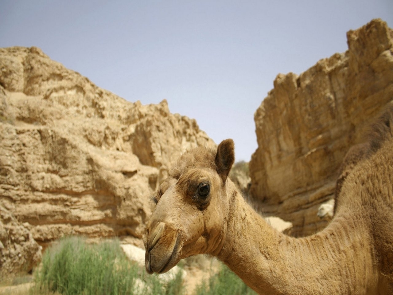 25006 baixar papel de parede animais, montanhas, camelos - protetores de tela e imagens gratuitamente