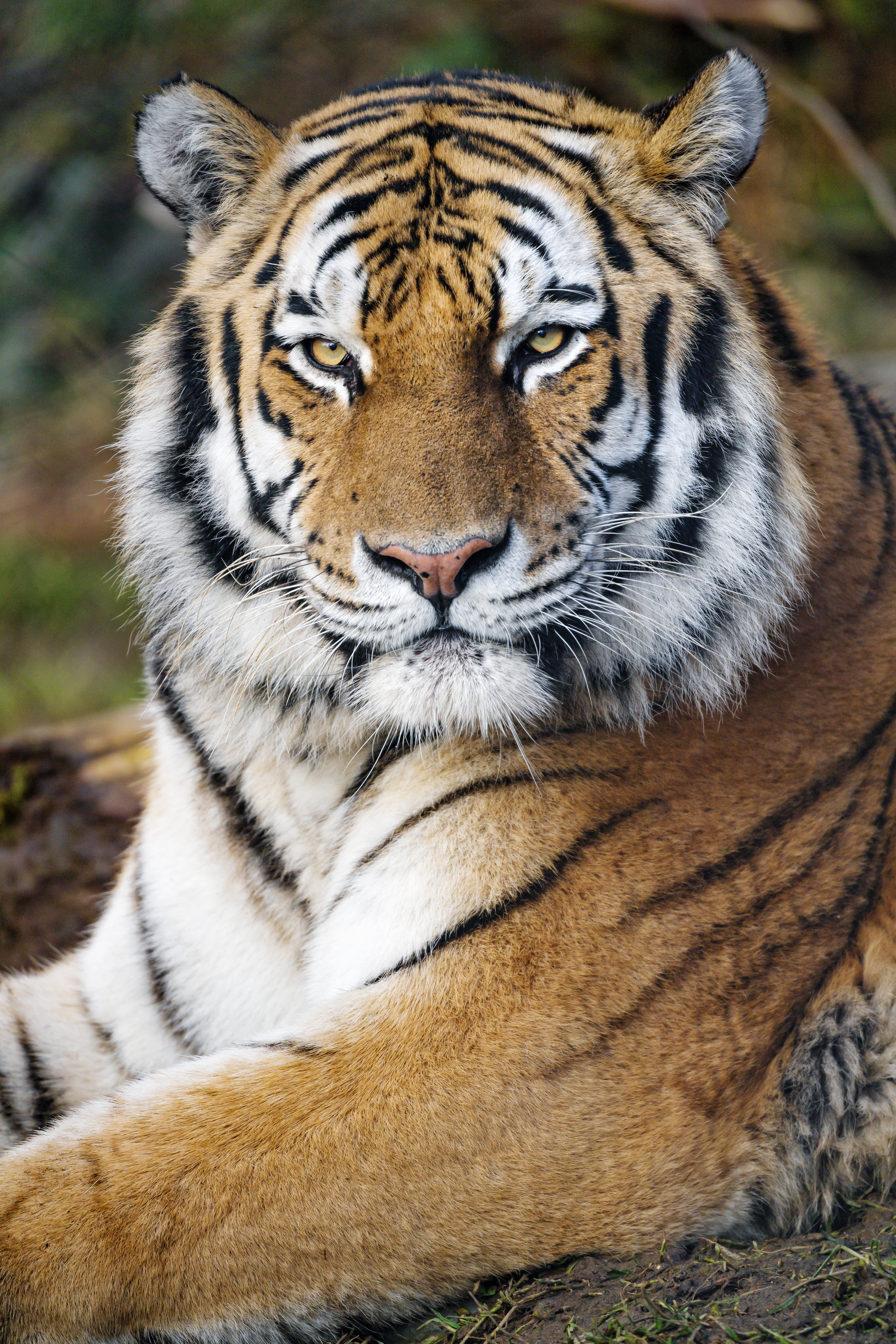 128022 скачать обои животные, тигр, большая кошка, хищник, полоски, взгляд - заставки и картинки бесплатно
