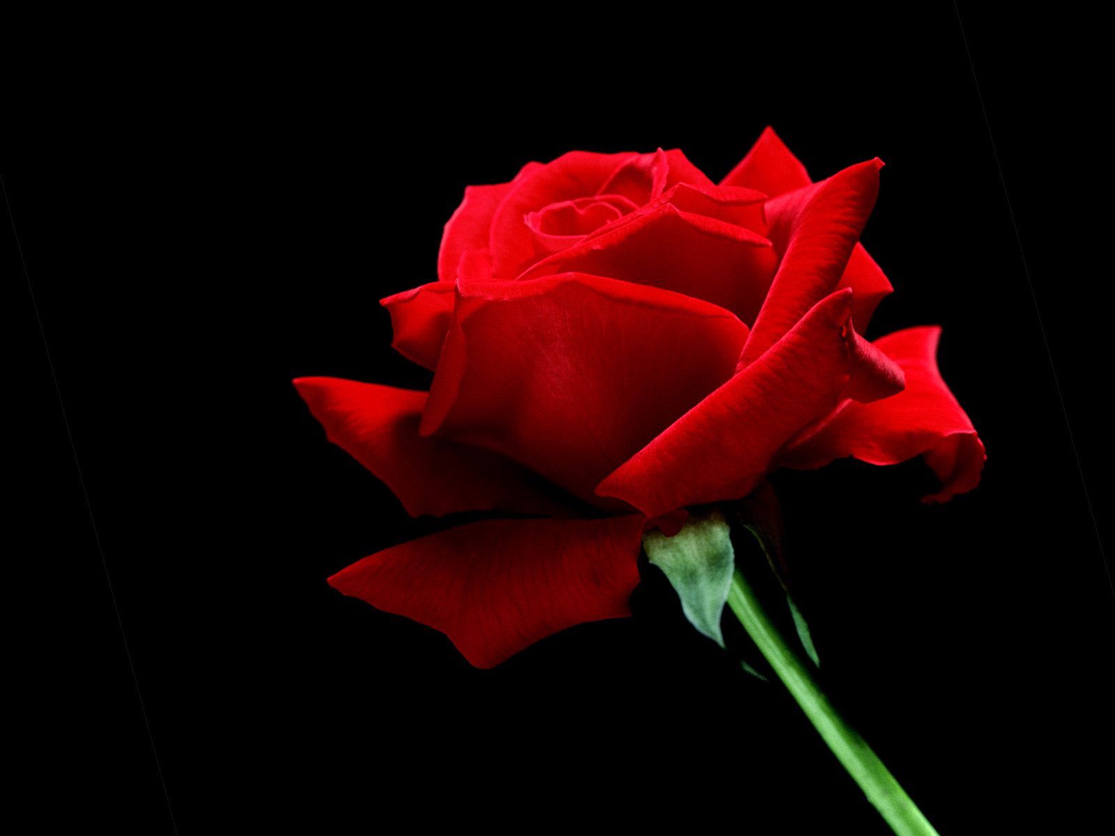 Téléchargez des papiers peints mobile Fleurs, Fleur, Une Rose, Rose, Contexte gratuitement.