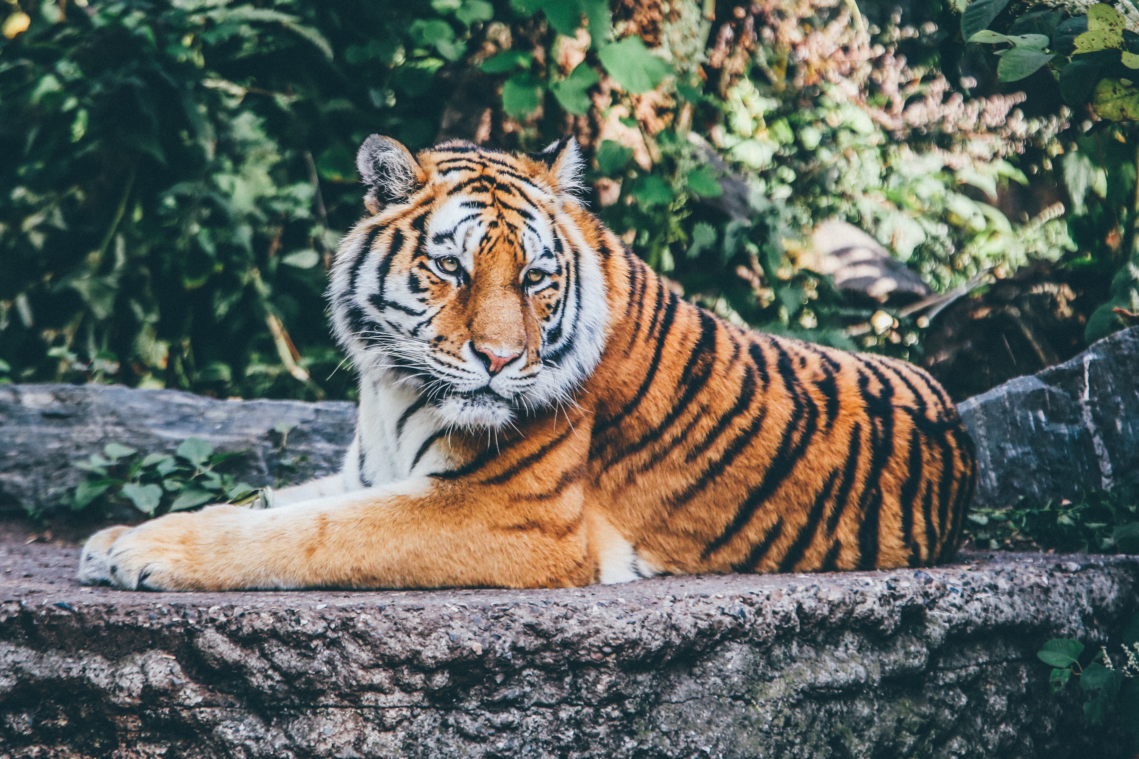 106935 baixar imagens gato grande, animais, mentiras, predator, predador, tigre - papéis de parede e protetores de tela gratuitamente