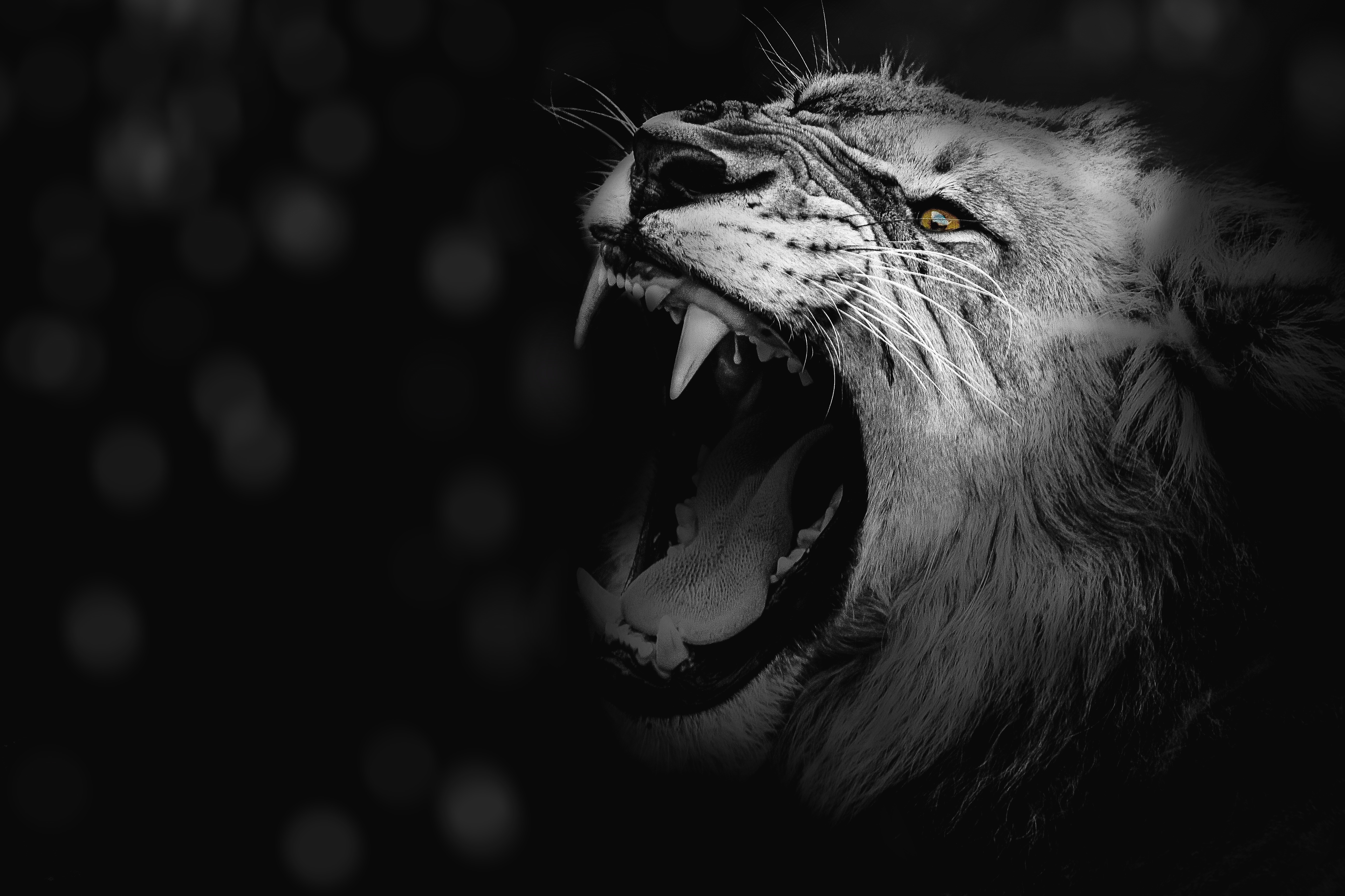 wallpapers lion, animals, king of beasts, grin, predator, bw, chb, fangs, king of the beasts