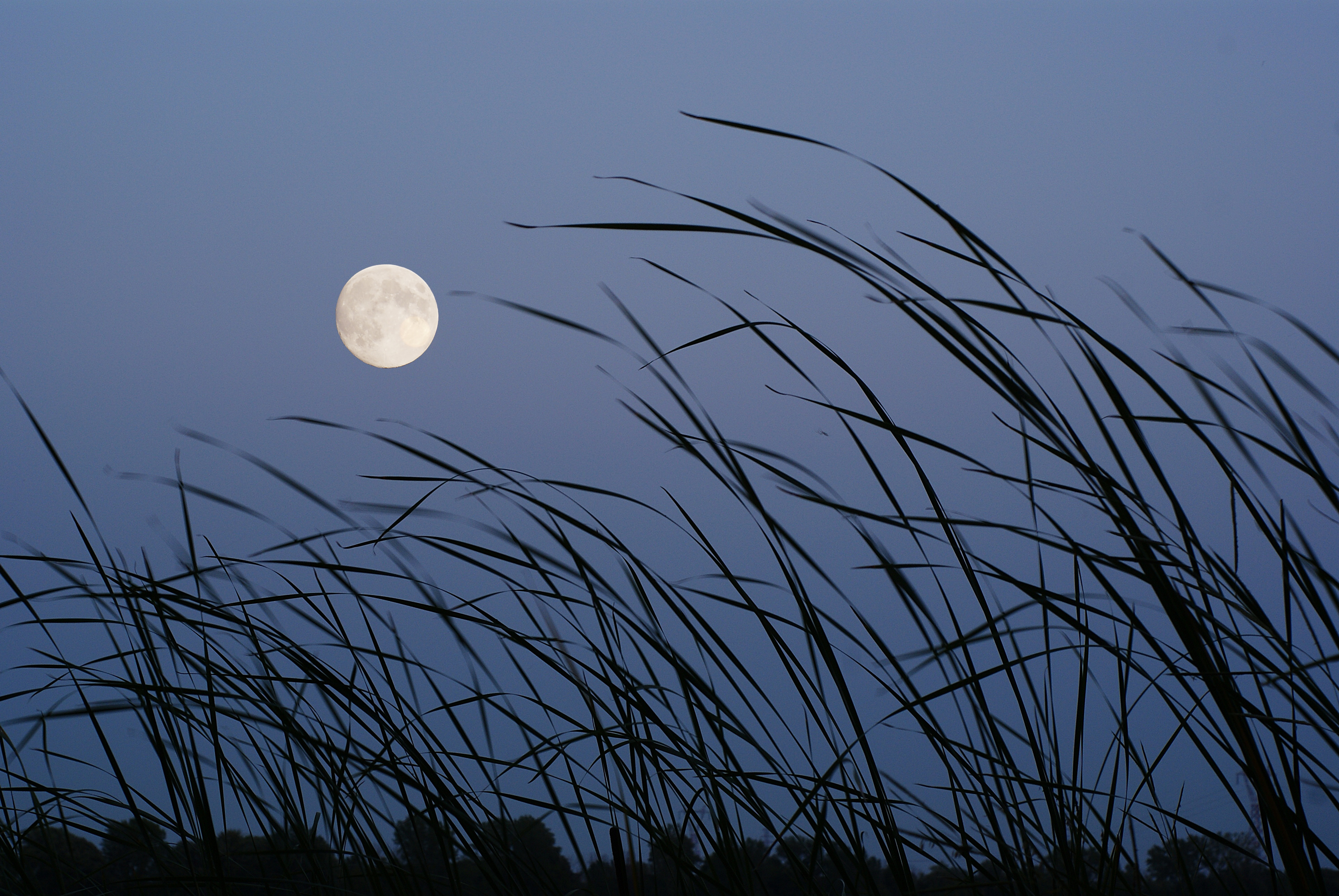 nature, satellite, moon, evening, grass cellphone