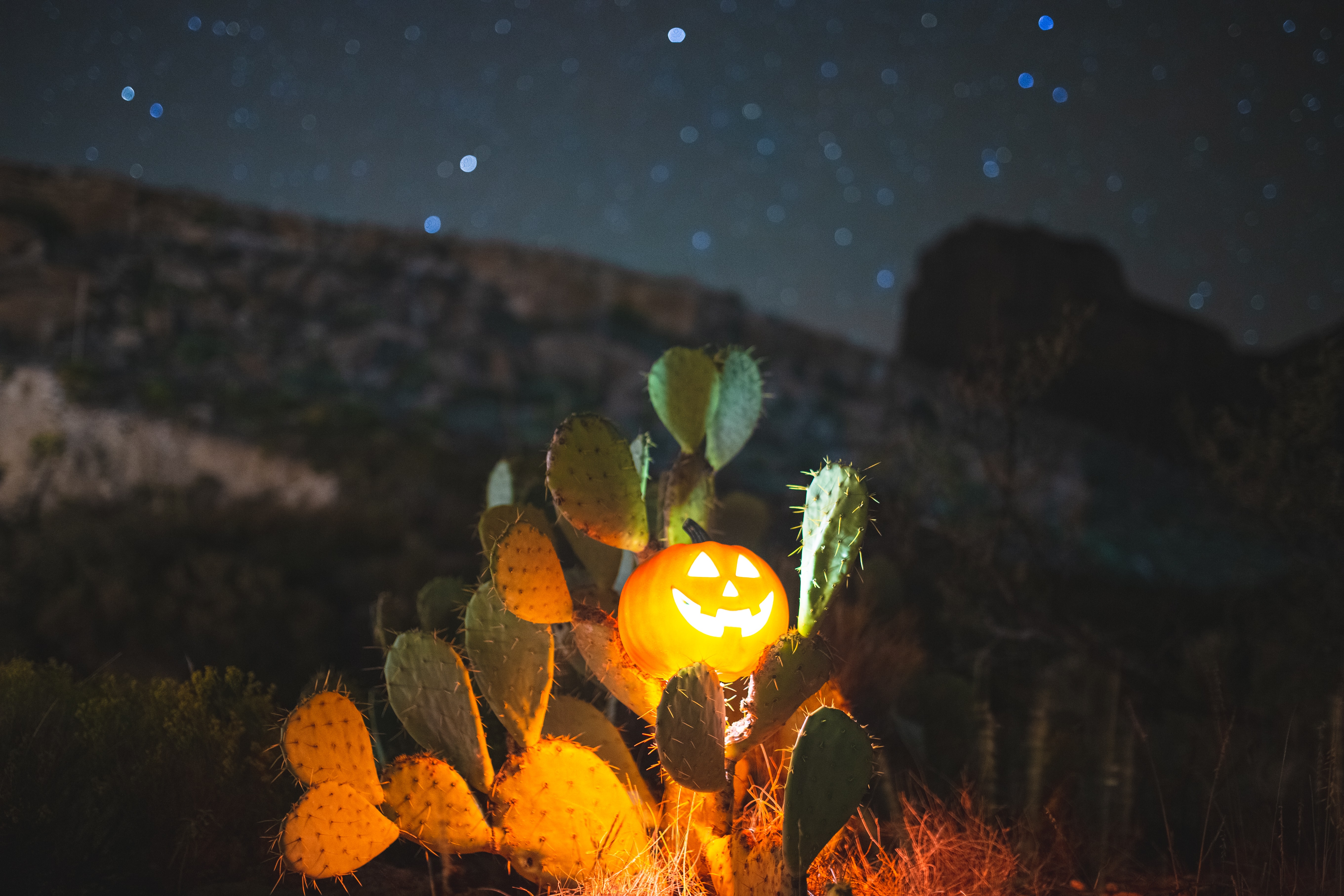 halloween, cactuses, pumpkin, night, miscellanea, miscellaneous, glow