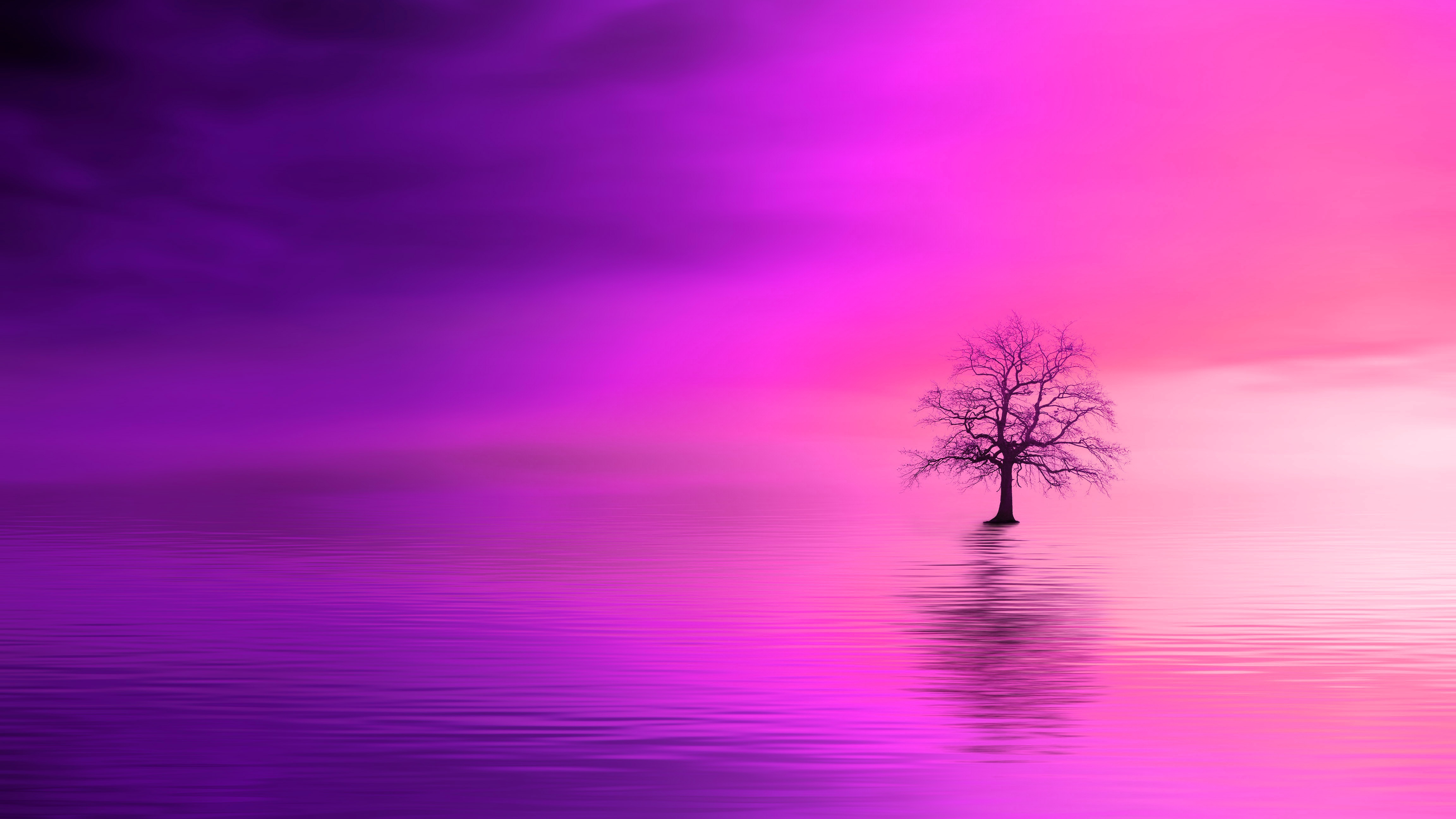 Фиолетовый закат деревья