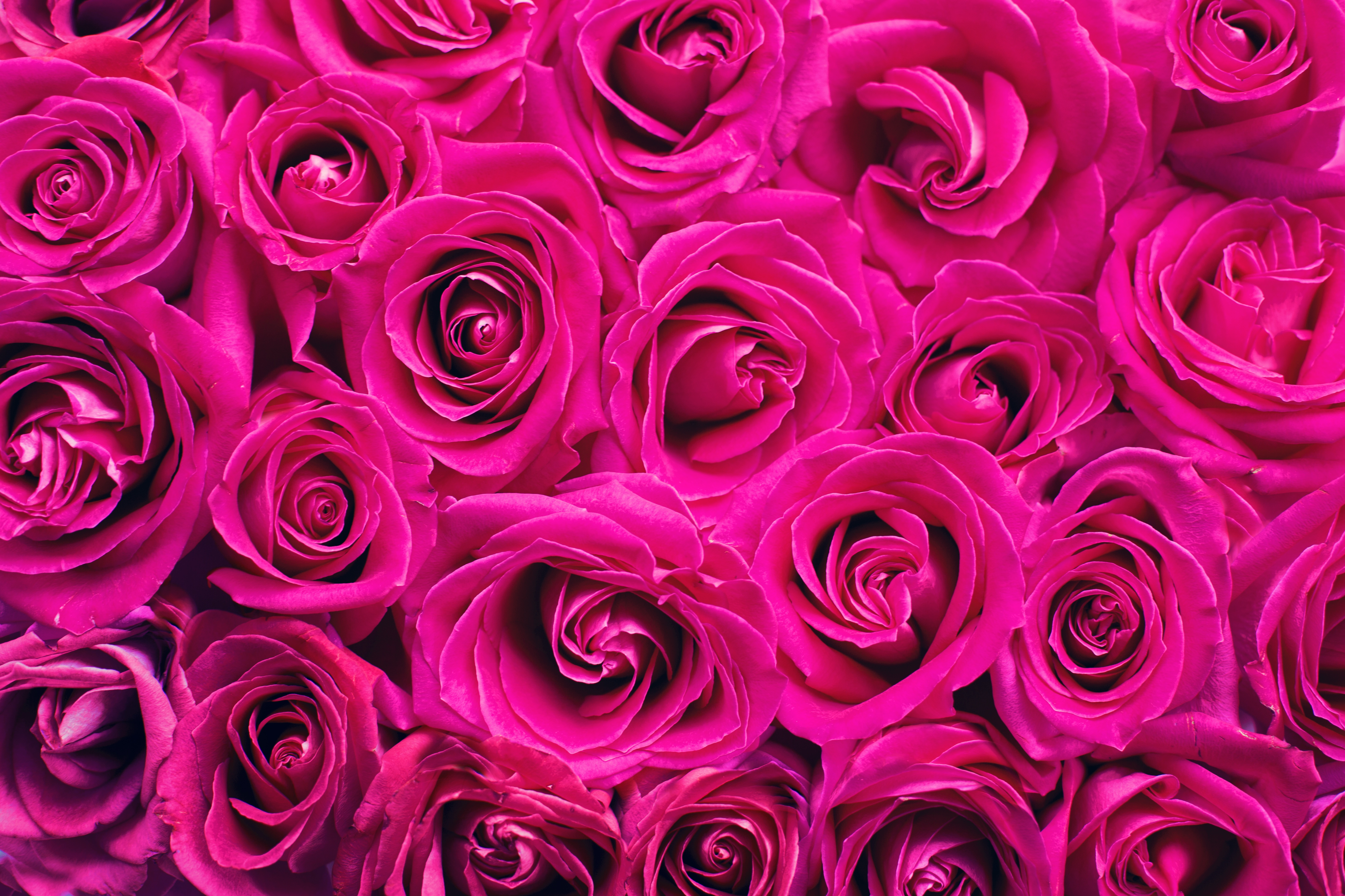 Скачать картинку Розовый, Букет, Розы, Бутоны, Цветы в телефон бесплатно.
