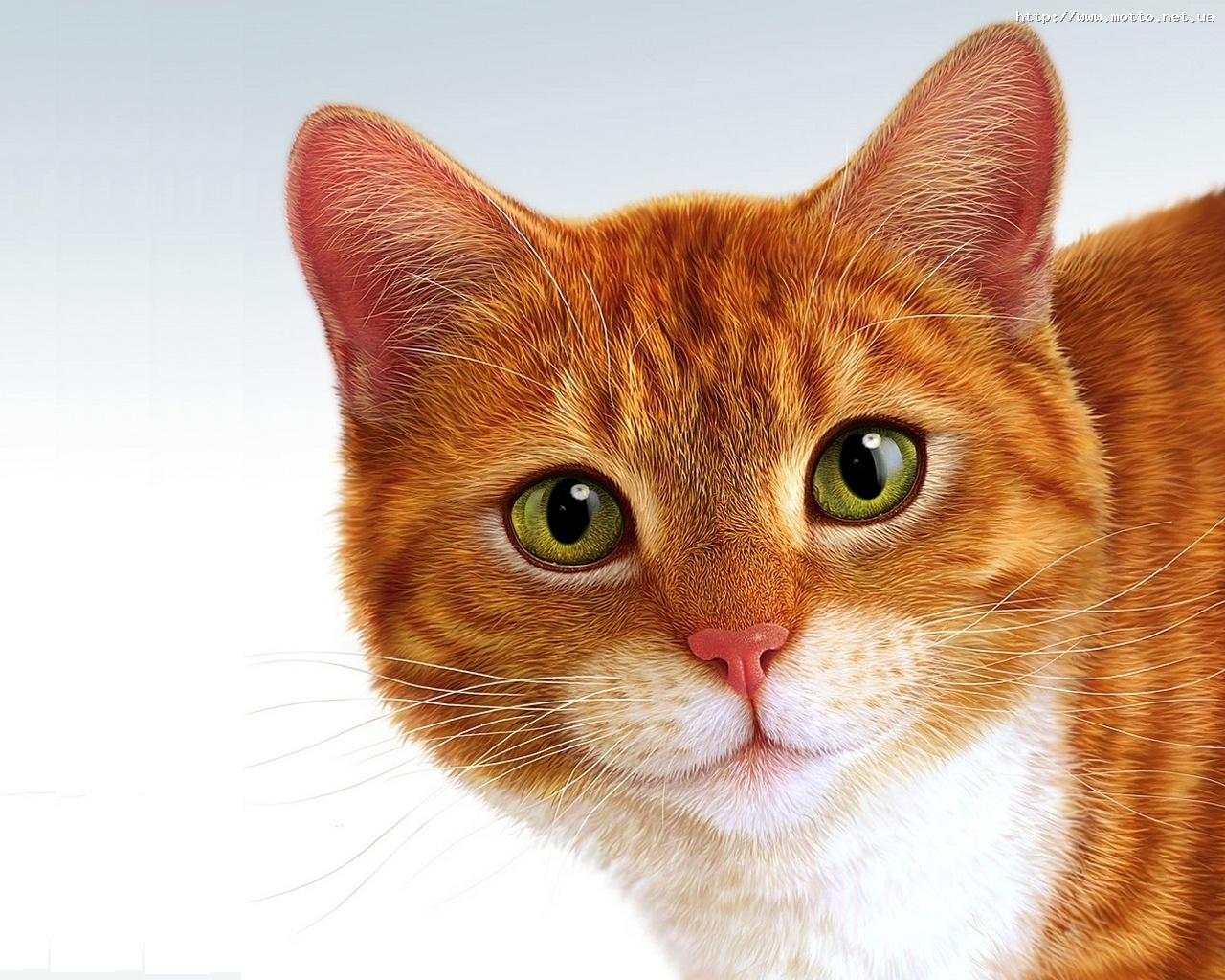 Baixar papel de parede para celular de Animais, Gatos, Imagens gratuito.