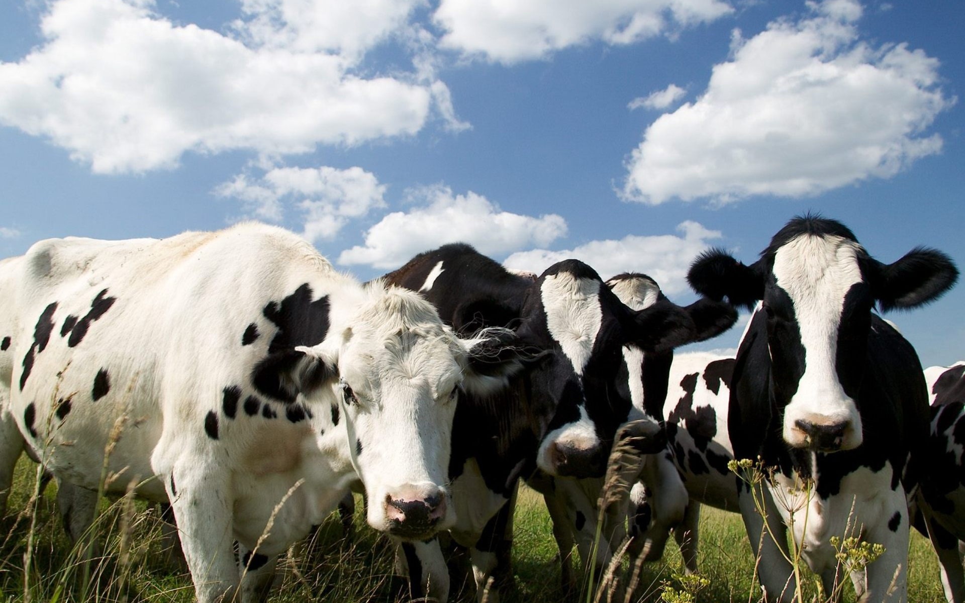 534815 免費下載壁紙 动物, 牛, 奶牛 屏保和圖片