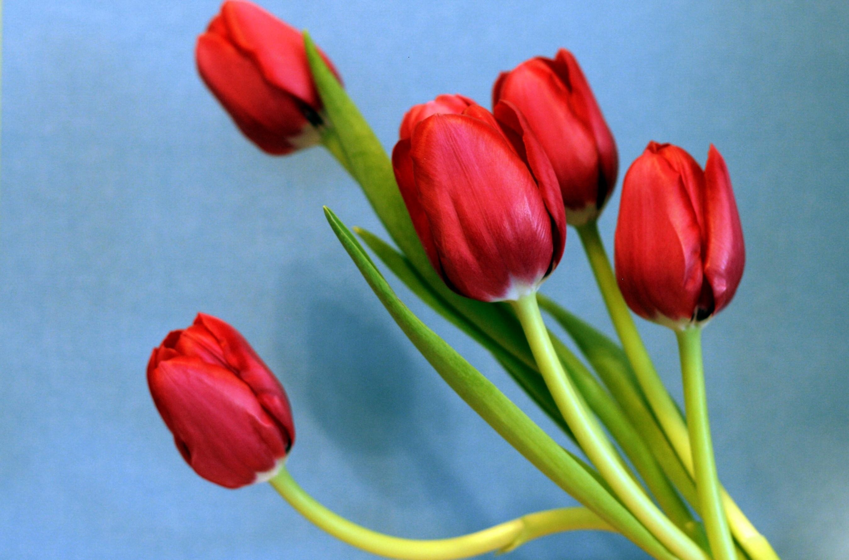 120357 économiseurs d'écran et fonds d'écran Tulipes sur votre téléphone. Téléchargez  images gratuitement