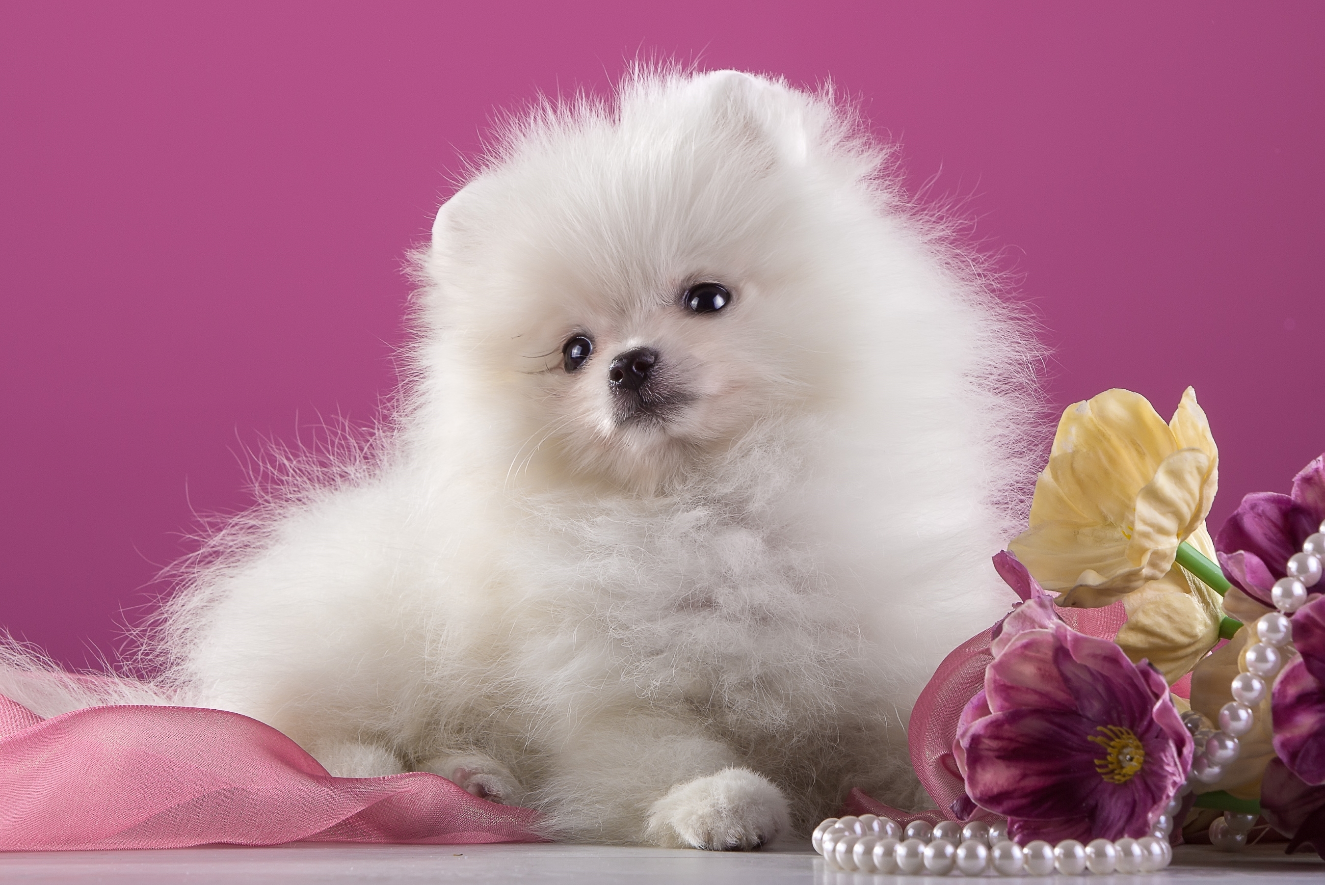 1920 x 1080 picture animal, pomeranian, dog, flower, pearl, pink, puppy, dogs