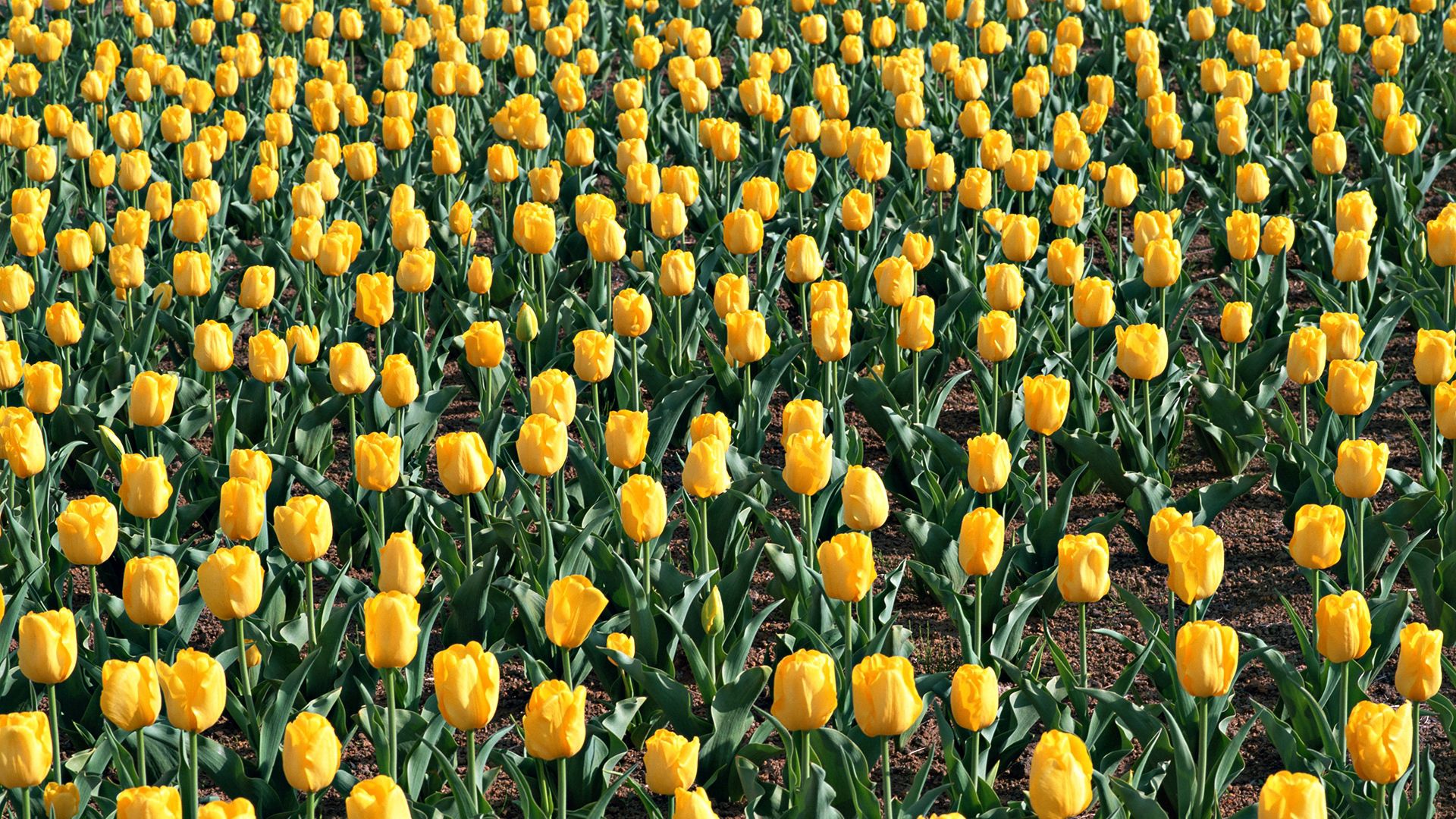 1920 x 1080 picture flowers, leaves, tulips, land, earth, field, spring