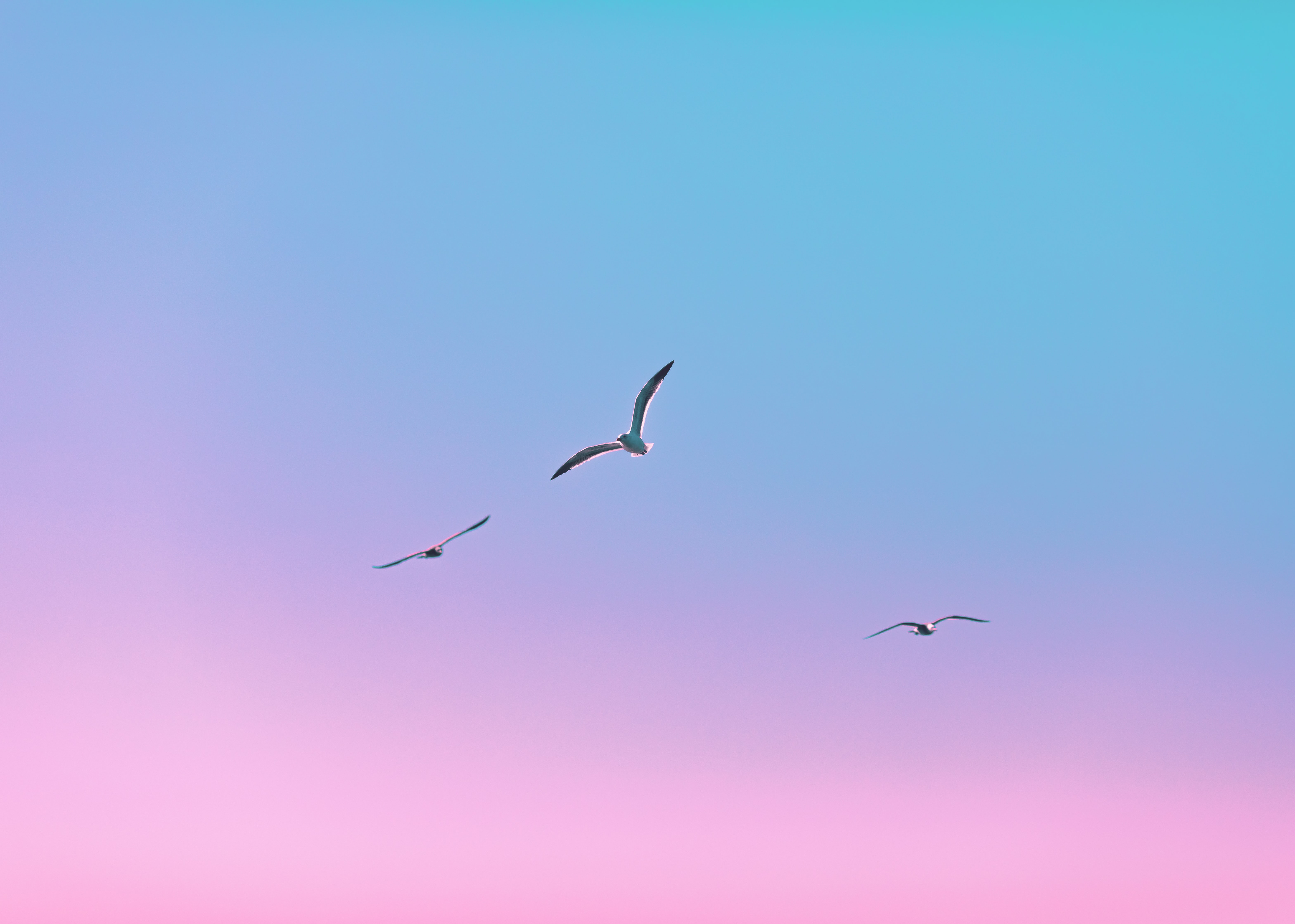 minimalism, seagulls, birds, flight, gradient HD wallpaper