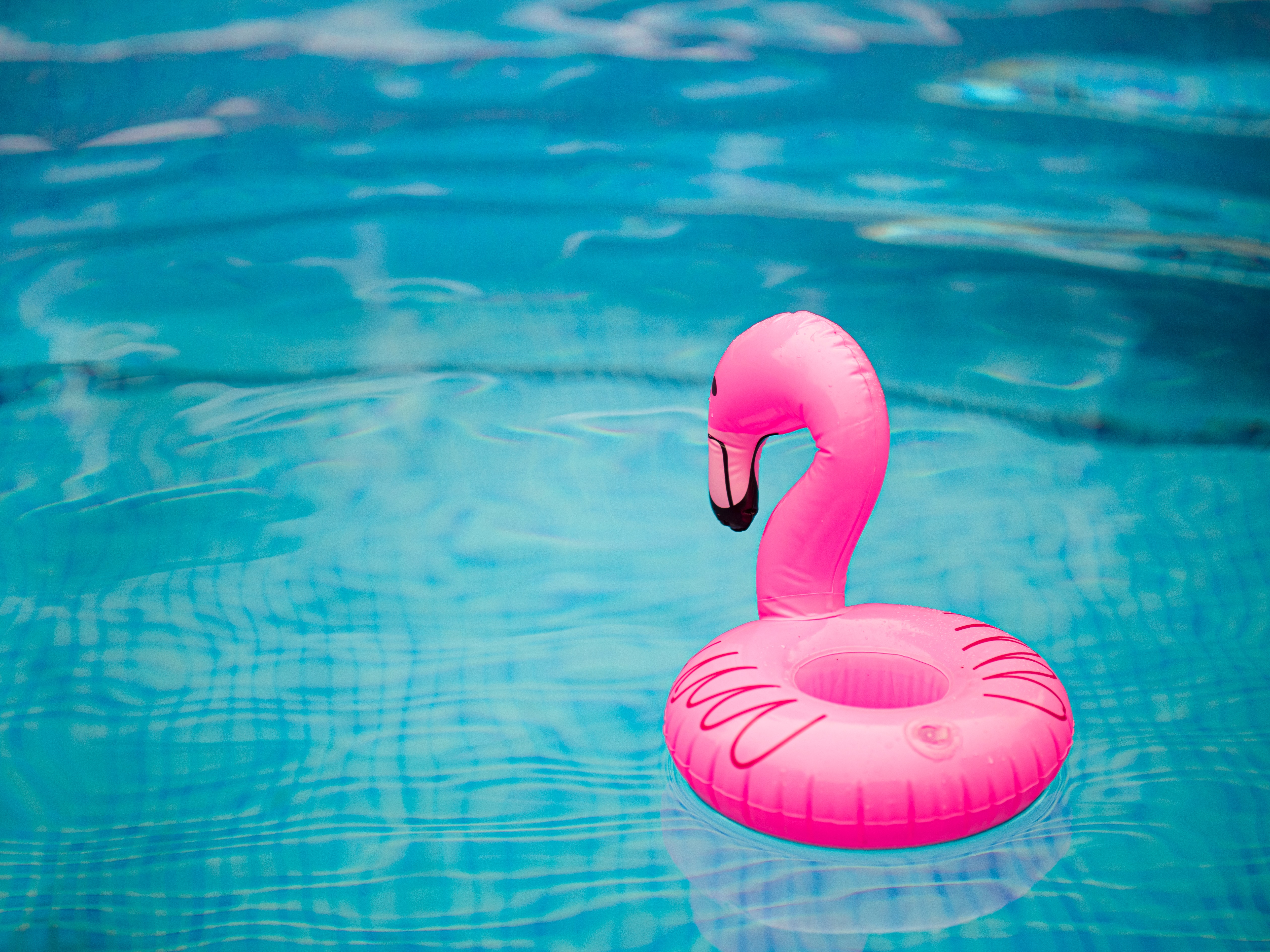 125361 Bildschirmschoner und Hintergrundbilder Flamingo auf Ihrem Telefon. Laden Sie  Bilder kostenlos herunter