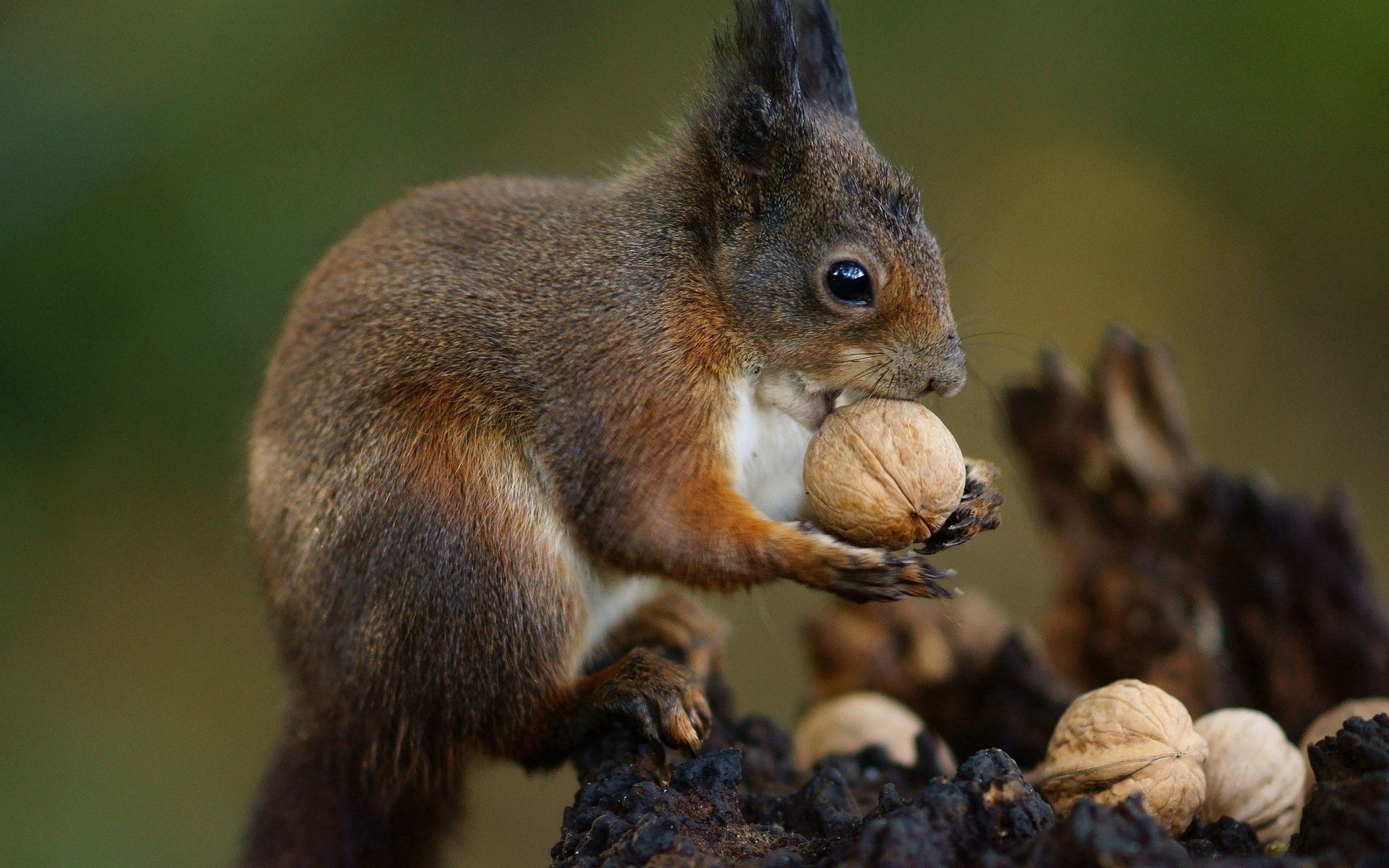 Download mobile wallpaper Animals, Animal, Food, Nuts, Squirrel for free.