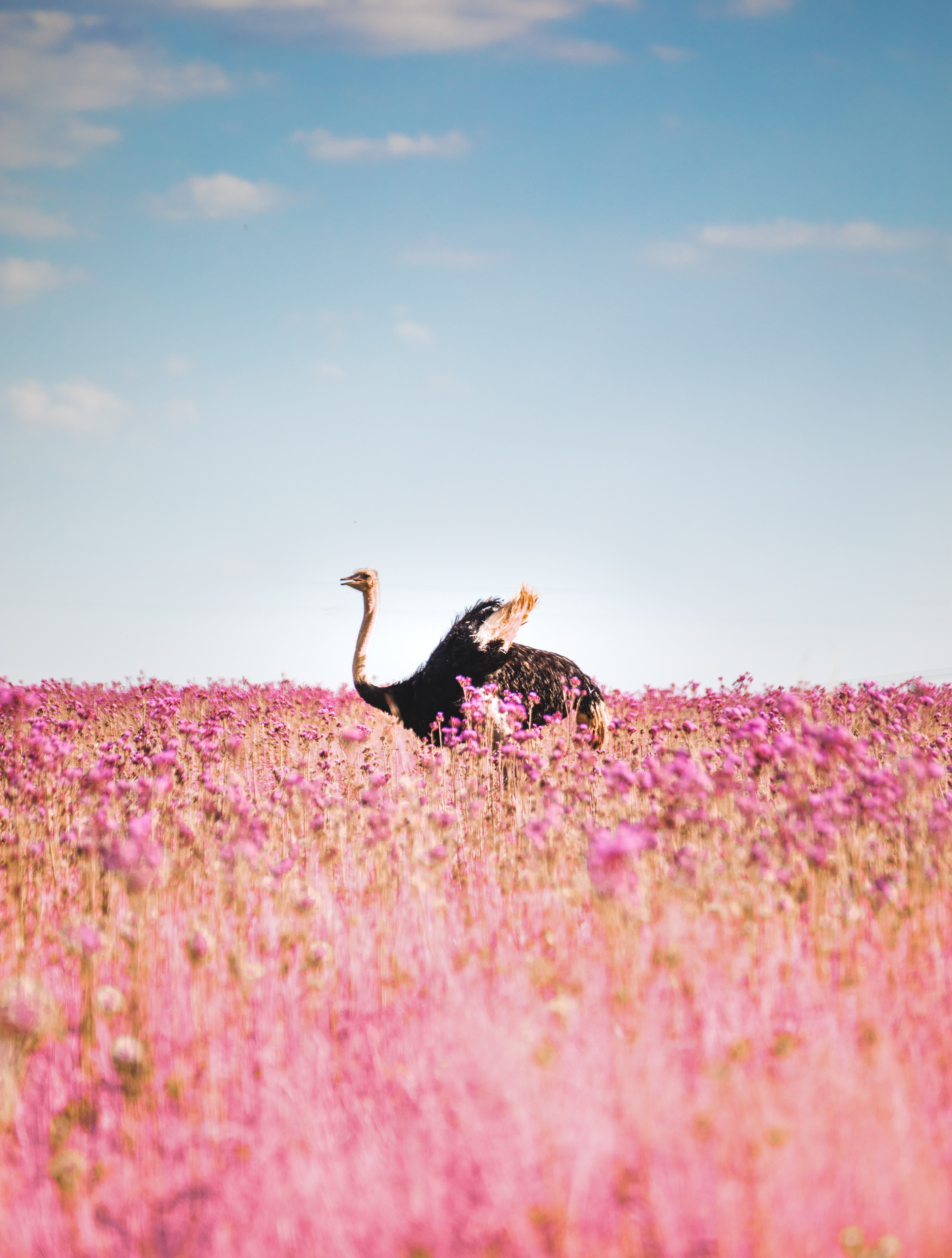 142041 скачать обои животные, цветы, птица, поле, страус - заставки и картинки бесплатно