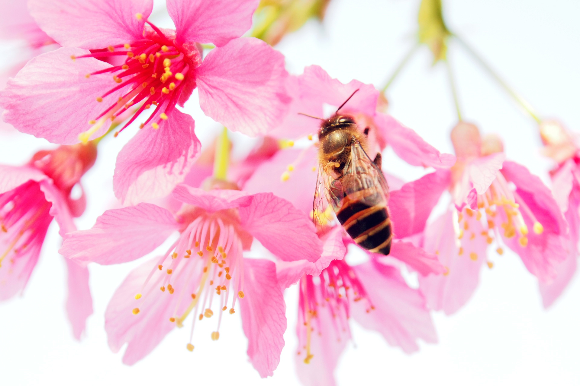 Download mobile wallpaper Pollen, Pink, Petals, Bee, Macro, Flower for free.