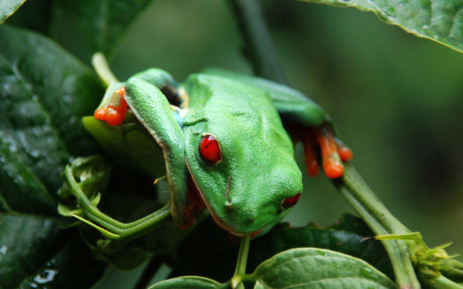 Download mobile wallpaper Animals, Frogs for free.