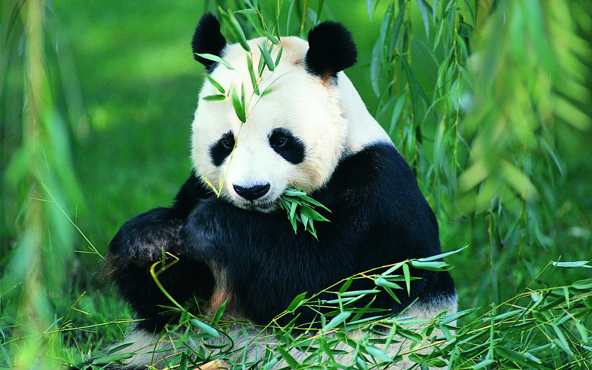 панда в китае