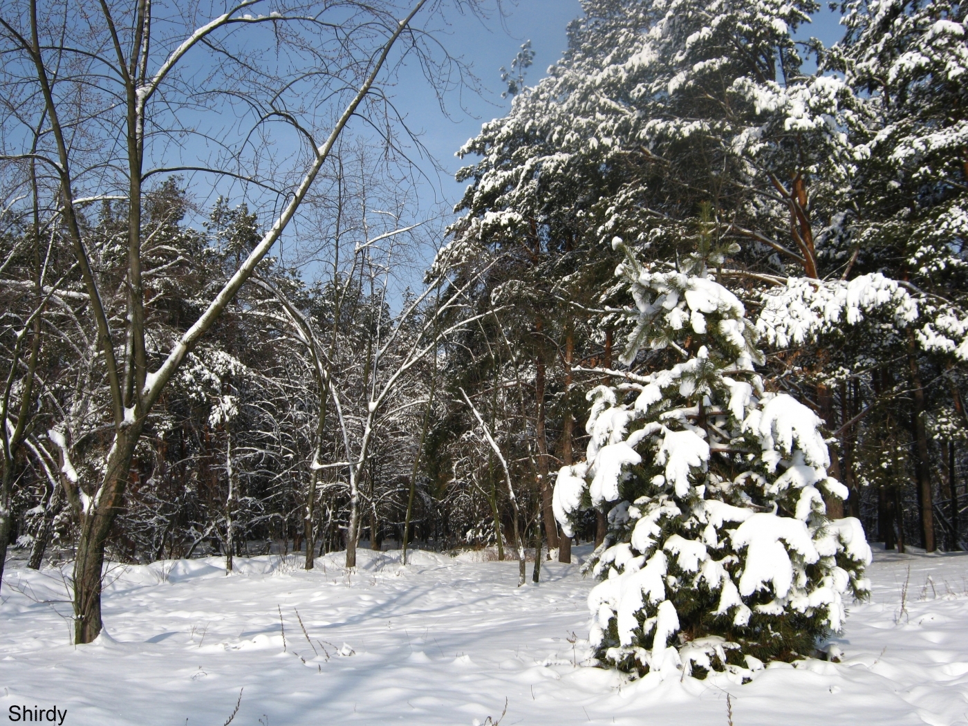 23624 Bild herunterladen landschaft, winter, bäume, schnee, tannenbaum - Hintergrundbilder und Bildschirmschoner kostenlos