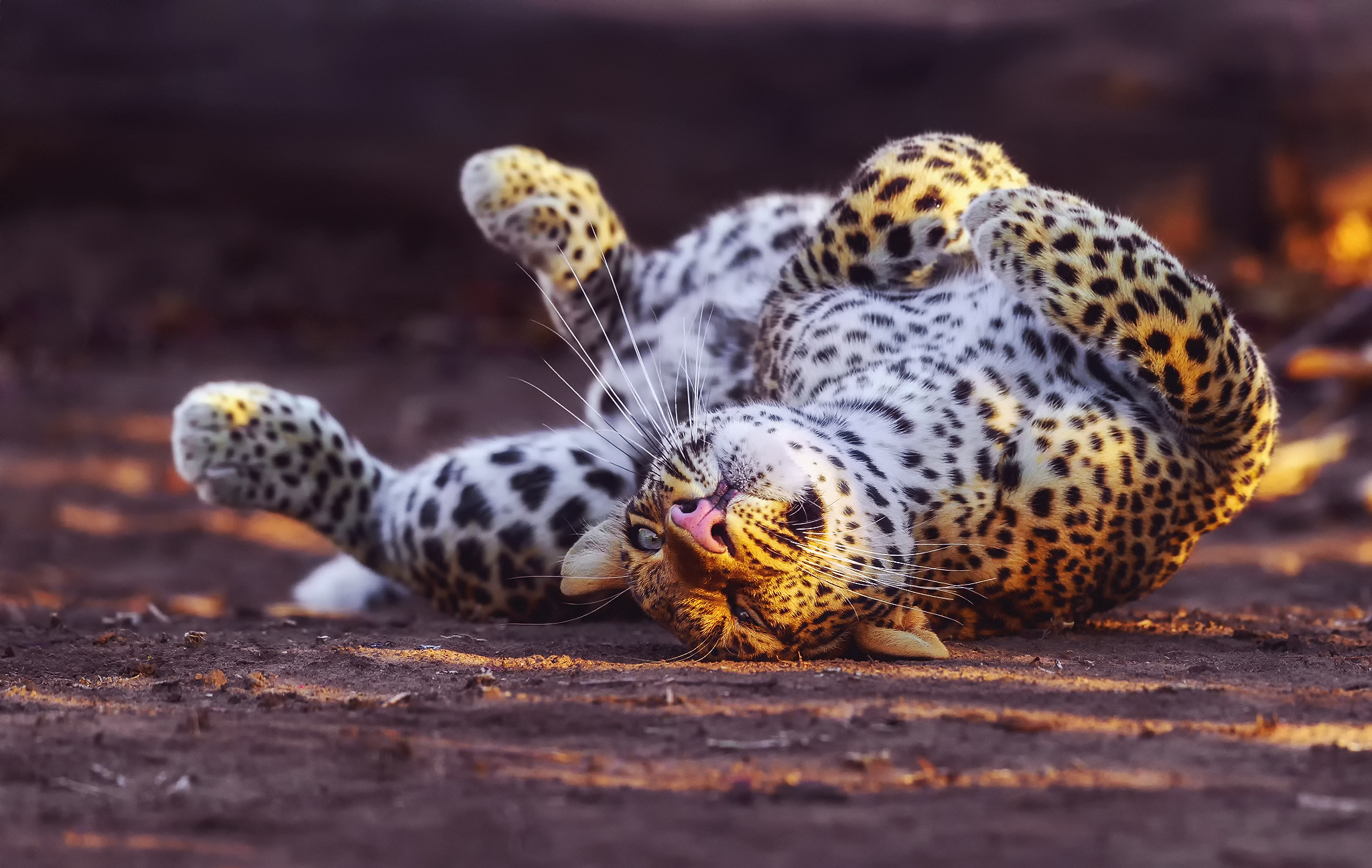 Descarga gratis la imagen Juguetón, Leopardo, Depredador, Gato Grande, Animales en el escritorio de tu PC