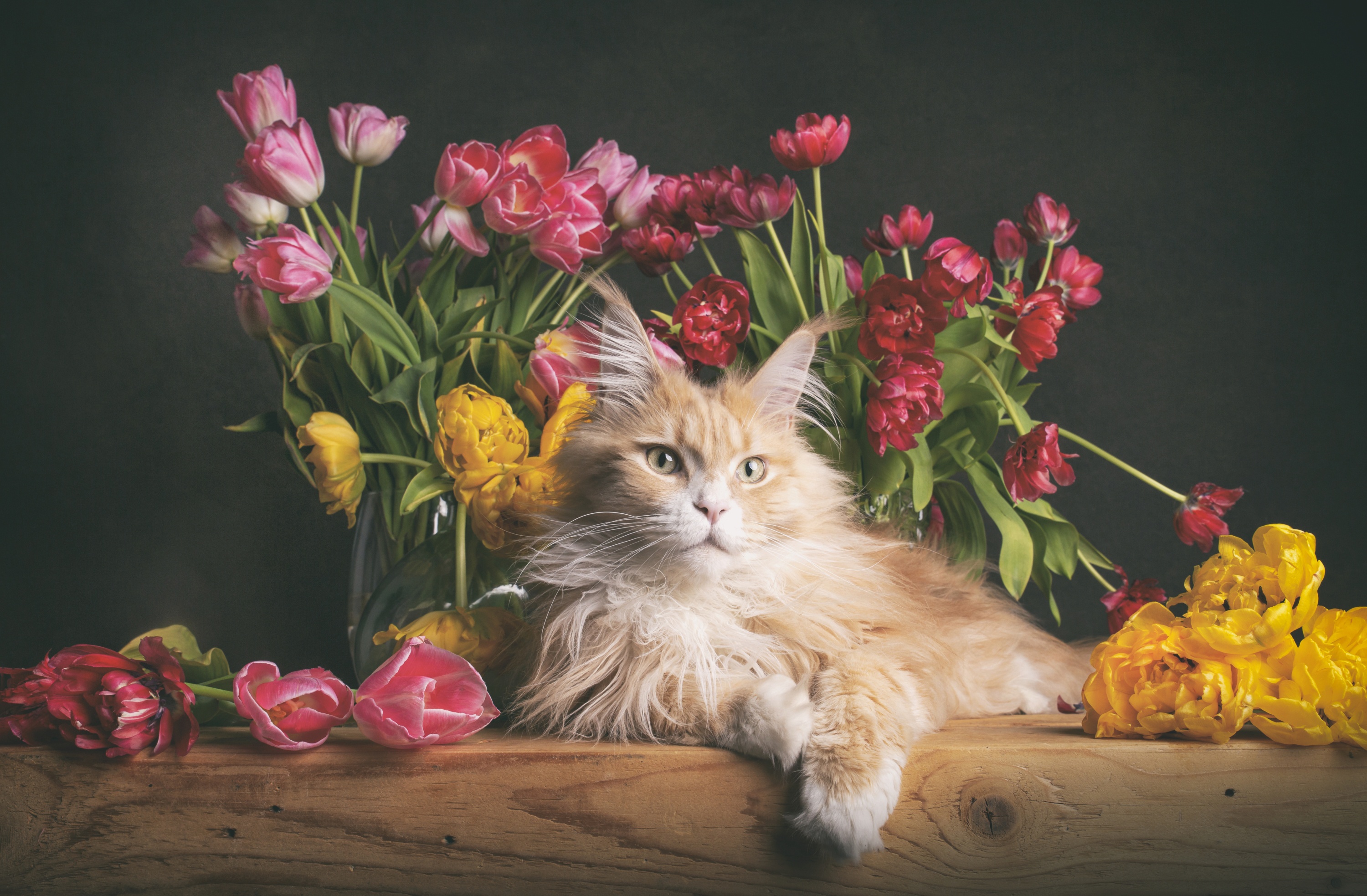 maine coon, cat, animal, flower, tulip, cats QHD