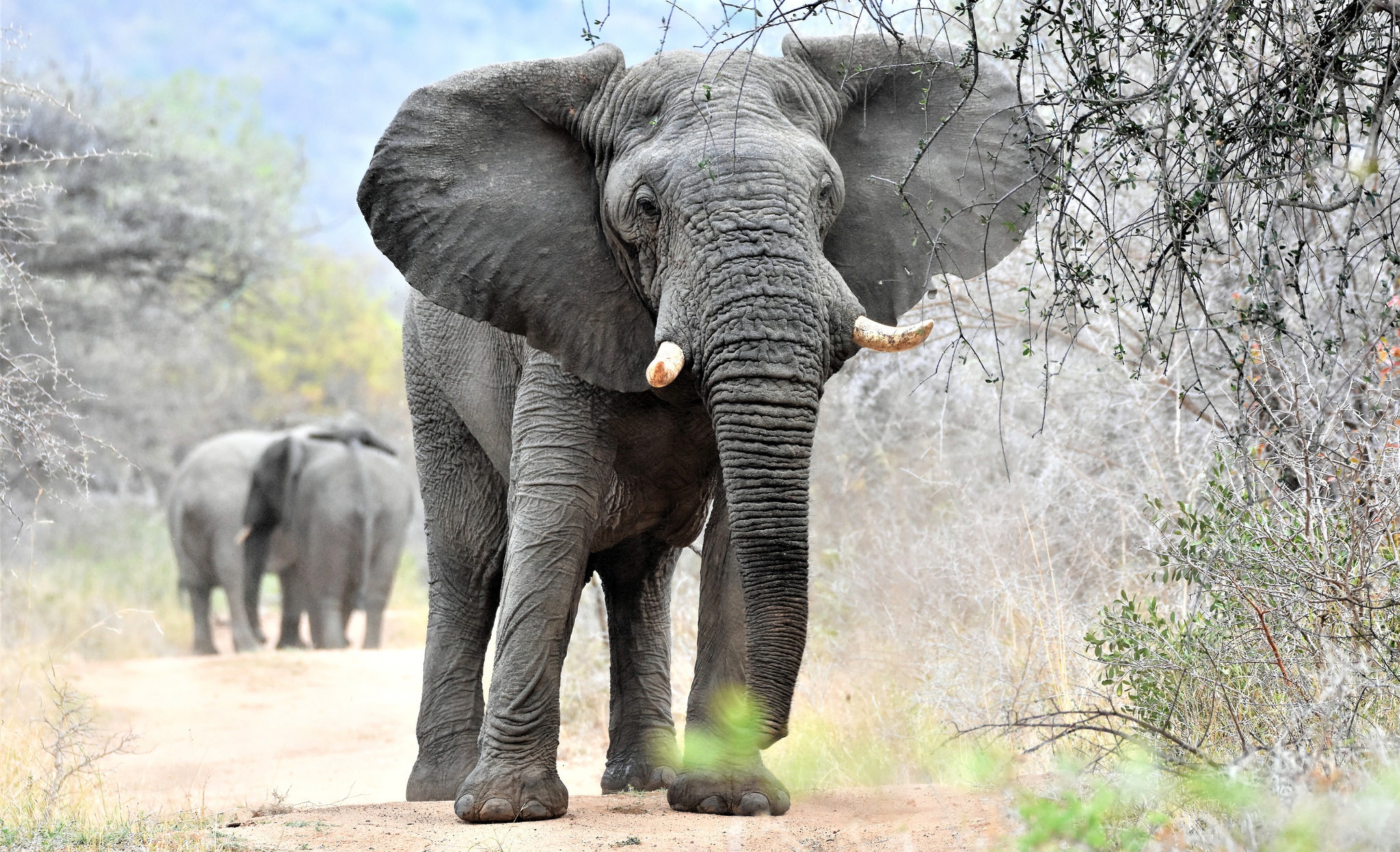 Слон фото животного