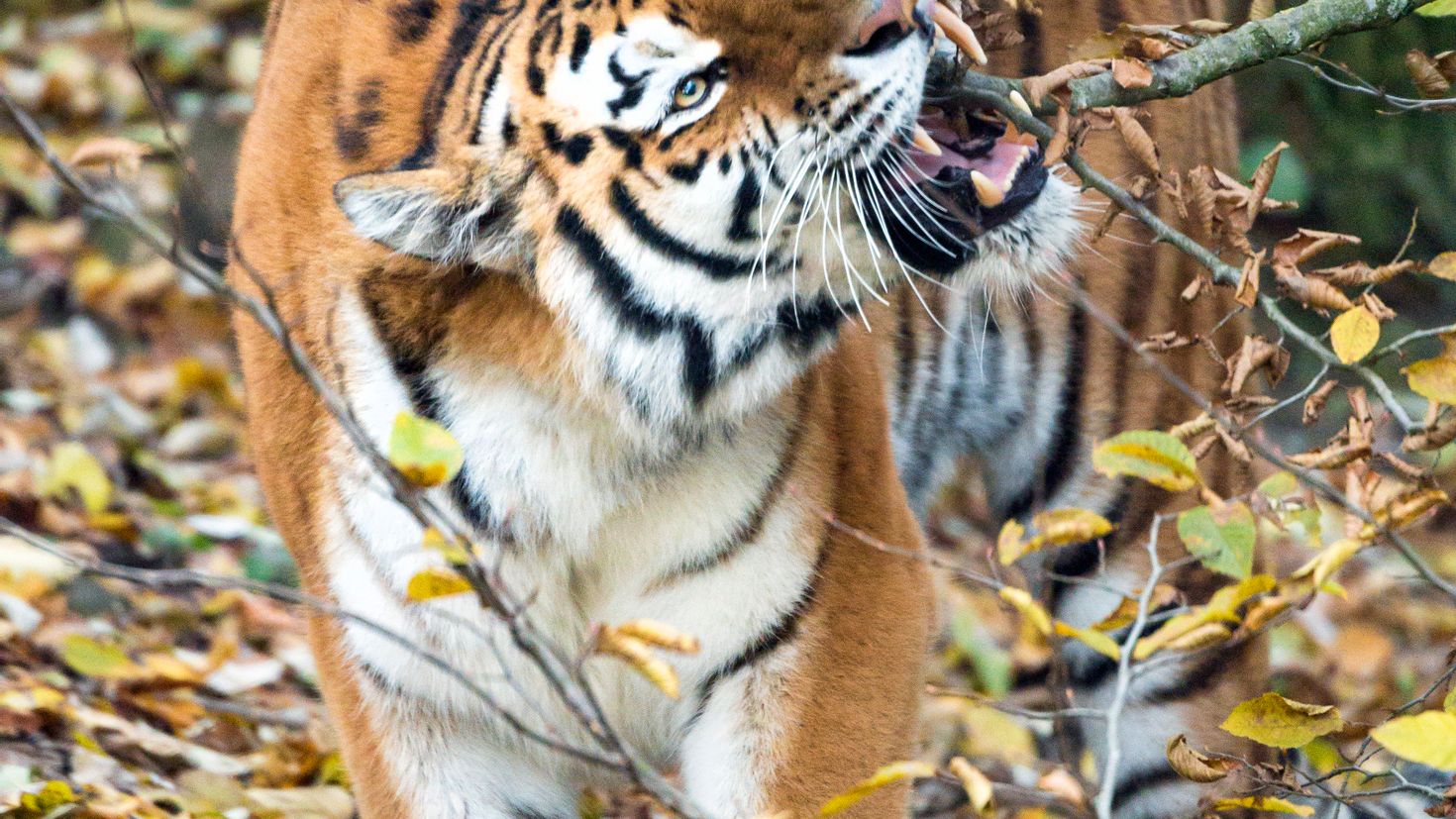 Тигр на ветке ребенок. Хищники Японии. Хищники Японии крупные. Золотой тигр обои.