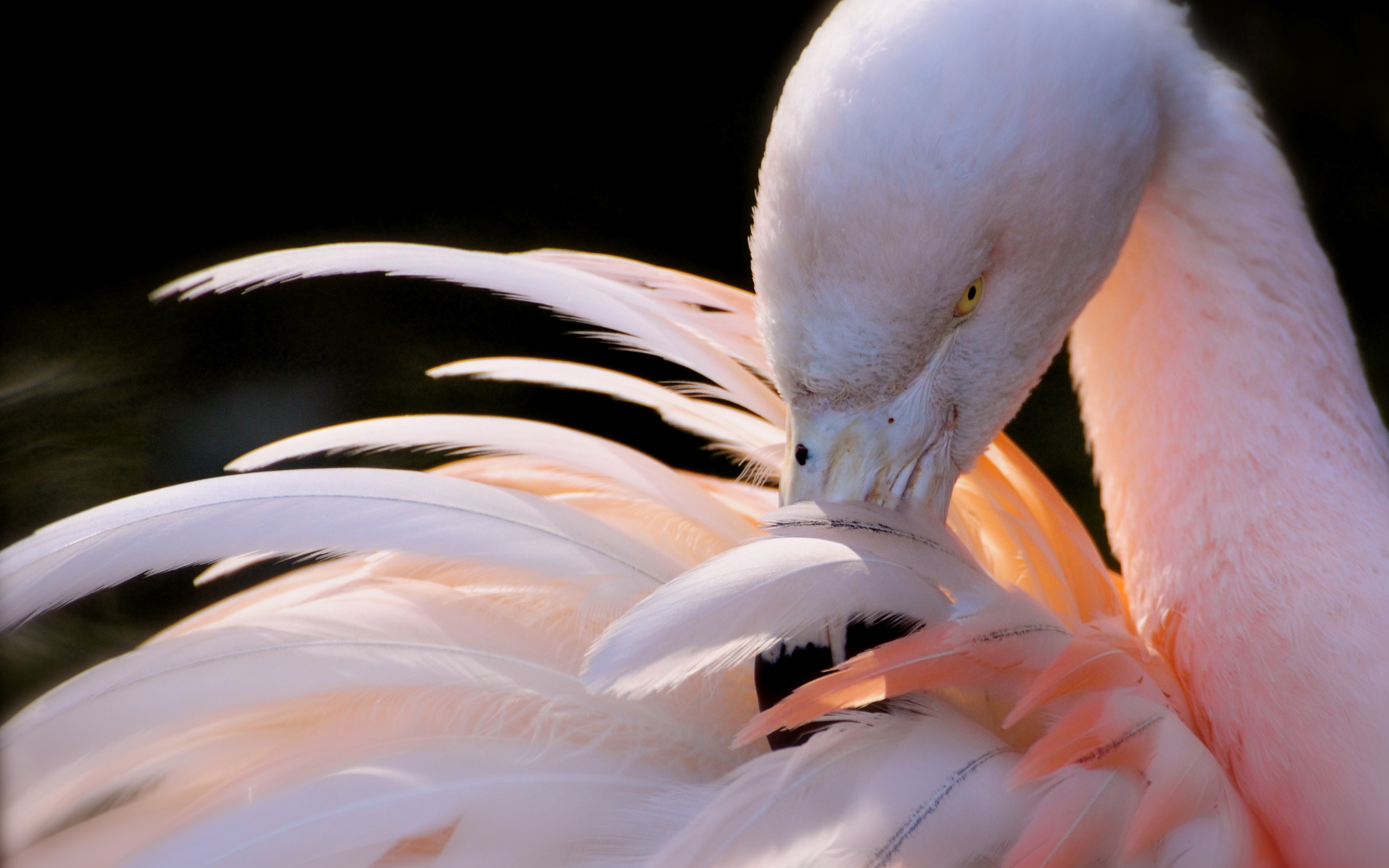168220 Hintergrundbild herunterladen tiere, flamingo, vögel - Bildschirmschoner und Bilder kostenlos
