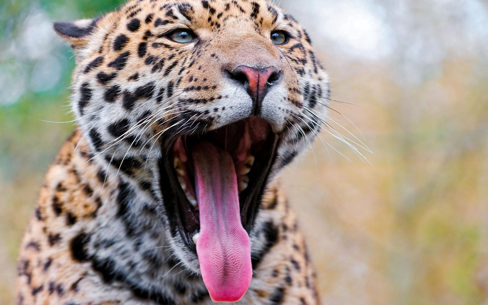 147862 Bild herunterladen tiere, leopard, raubtier, predator, sicht, meinung, gähnen, sprache, zunge - Hintergrundbilder und Bildschirmschoner kostenlos
