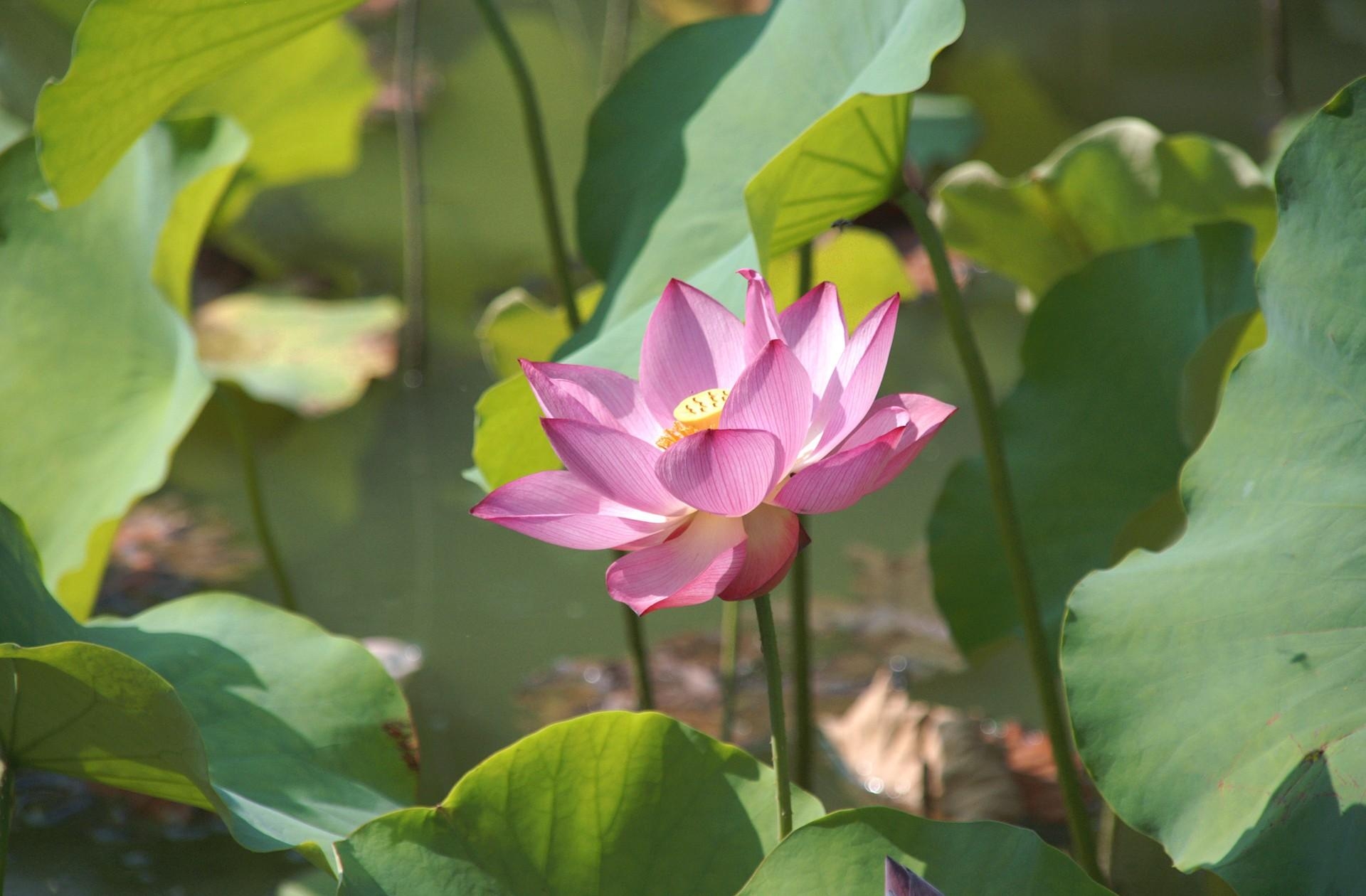 lotus, pond, flowers, leaves, greens iphone wallpaper