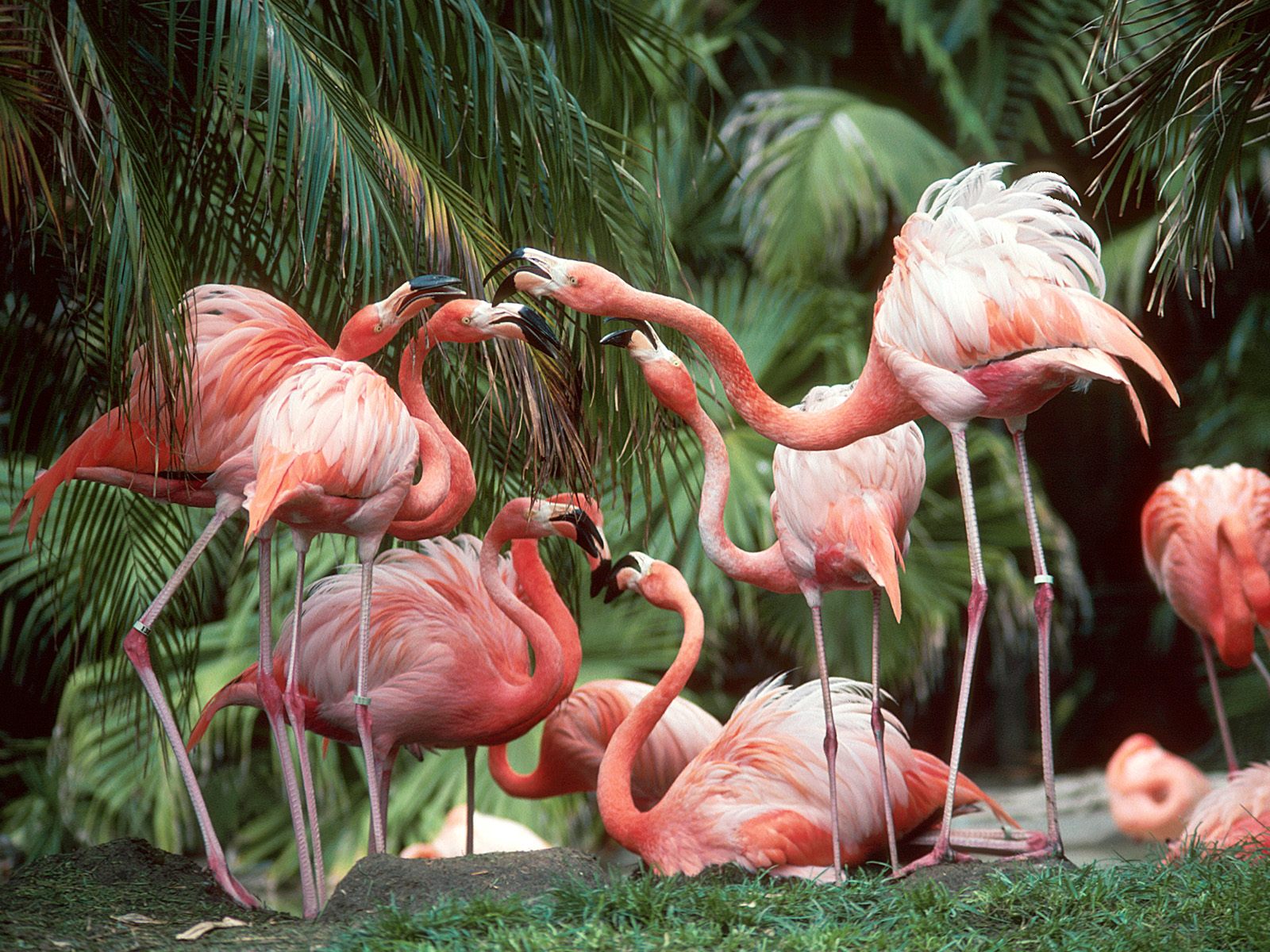 Фламинго в тропическом лесу