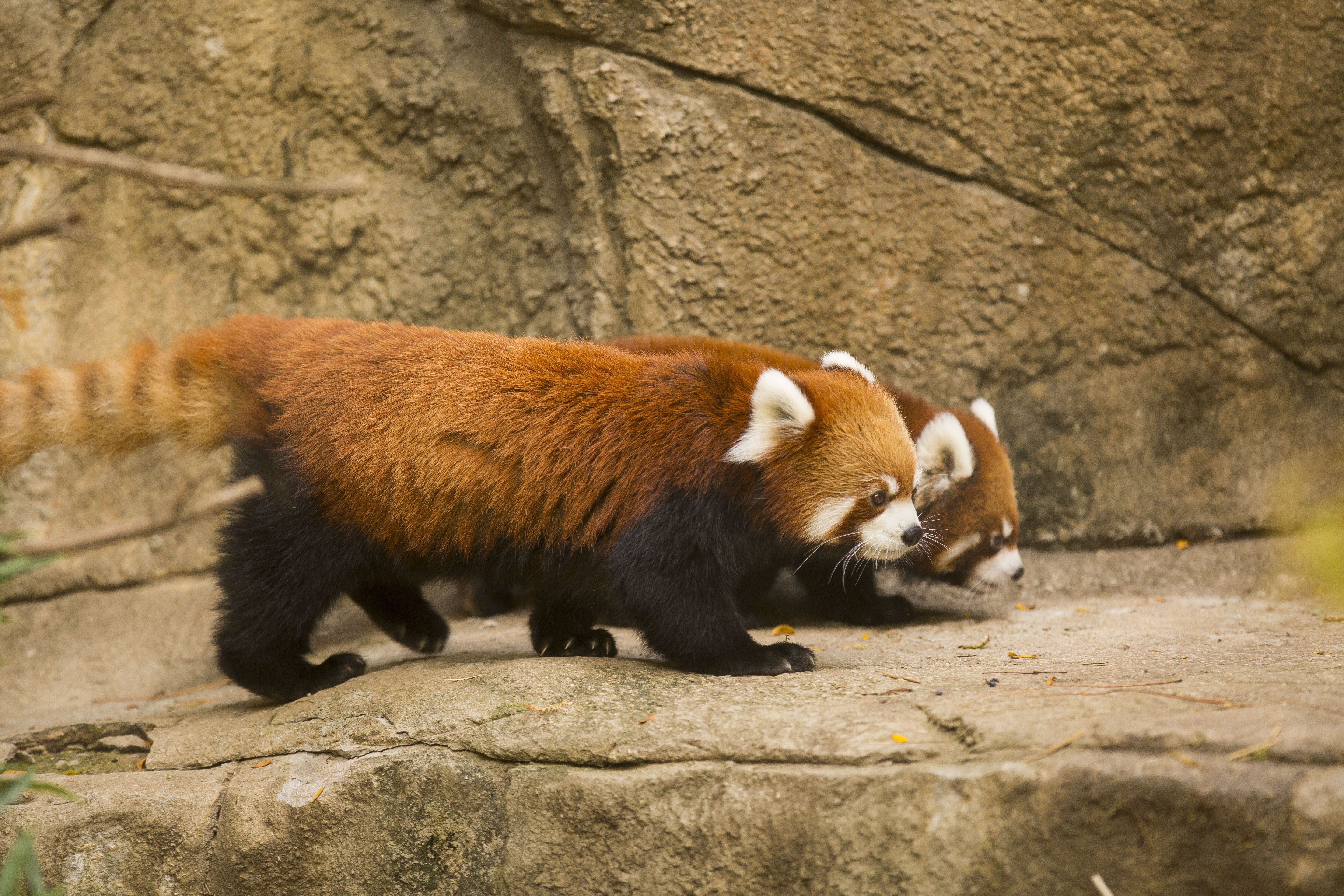 738710 Hintergrundbild herunterladen tiere, kleiner panda, chicago, zoo - Bildschirmschoner und Bilder kostenlos