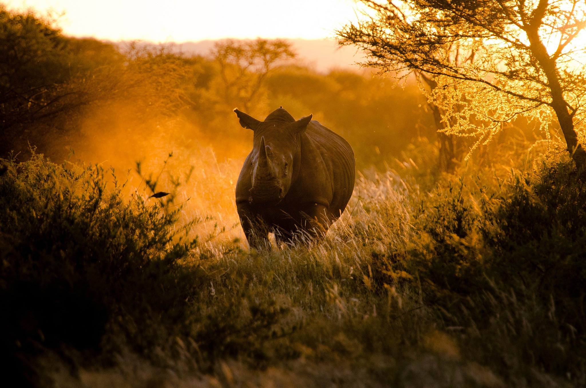 301317 скачать картинку животные, носорог - обои и заставки бесплатно
