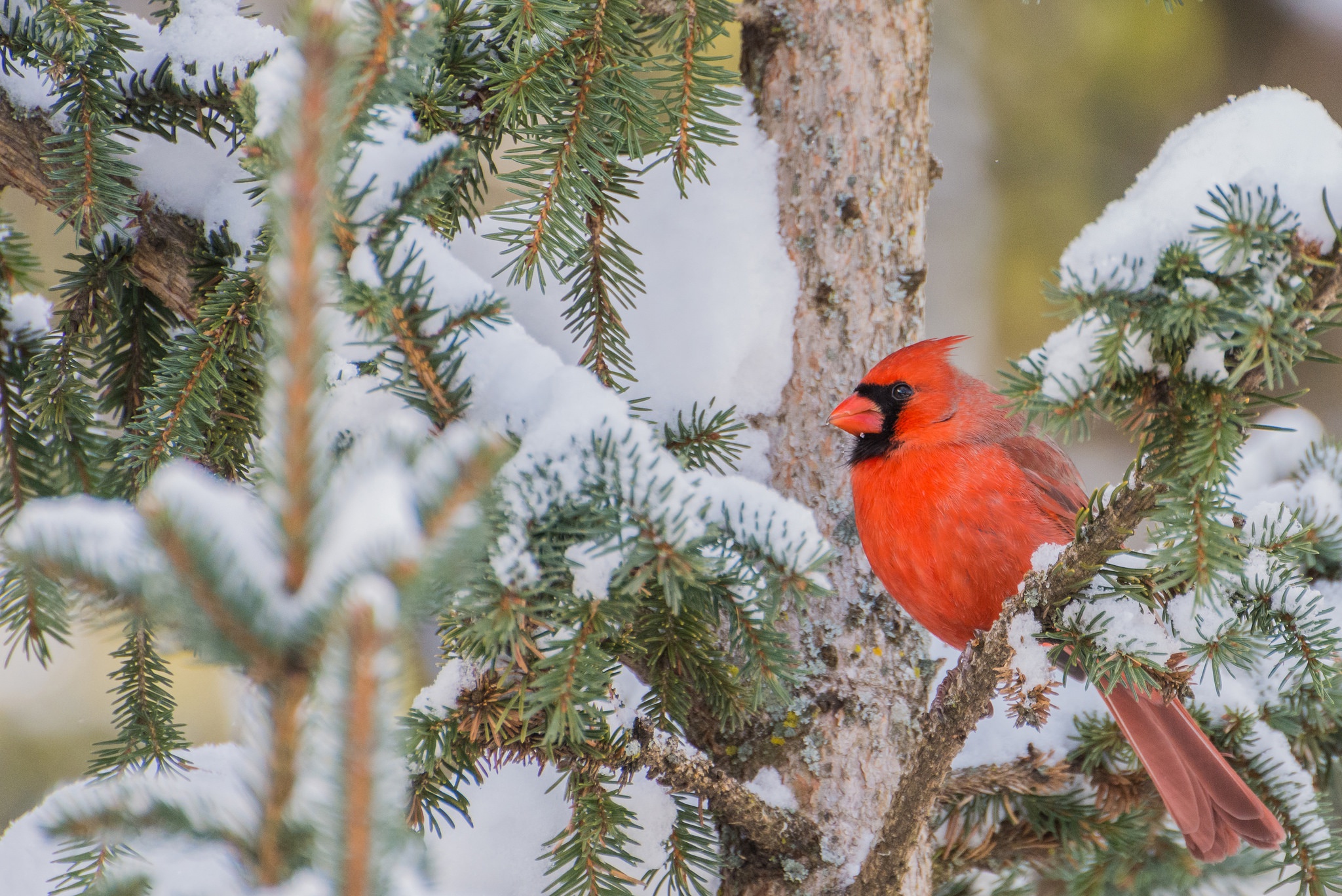 Winter cardinals - Birds & Animals Background Wallpapers on Desktop Nexus  (Image 2455722)