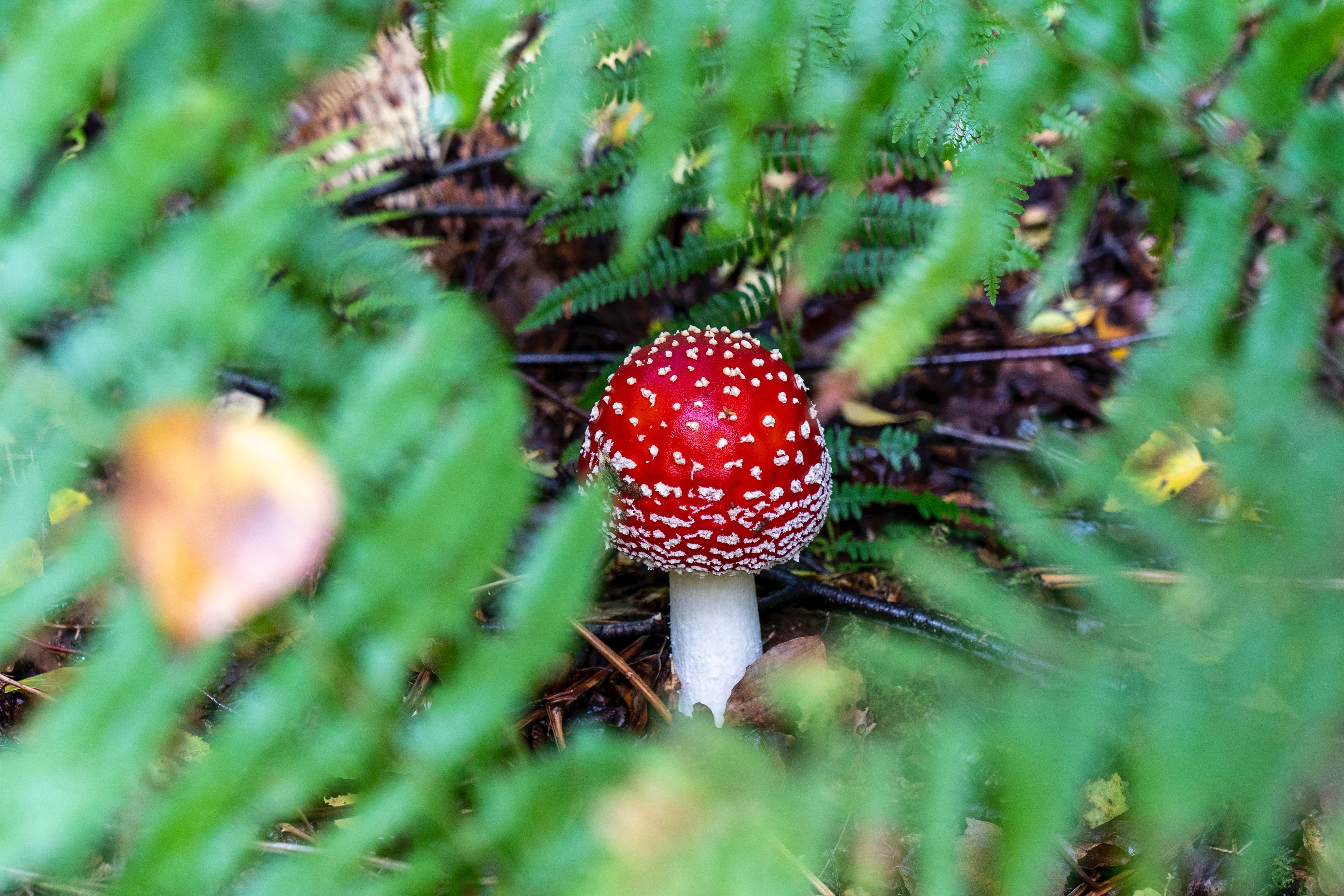 Download mobile wallpaper Fern, Blur, Earth, Mushroom, Fly Agaric for free.