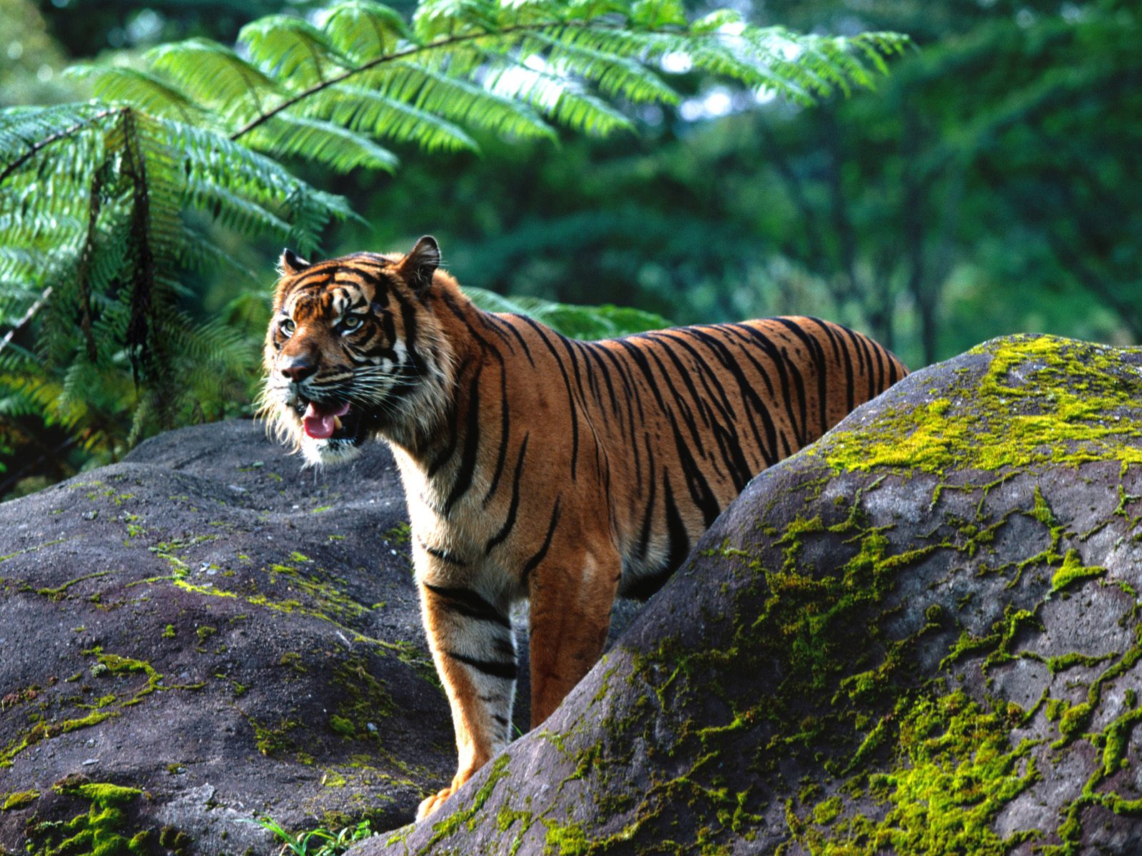 Дикие амурские тигры. Суматранский тигр. Суматранский тигр и Амурский. Сихотэ Алинь тигры. Суматранский тигр в дикой природе.