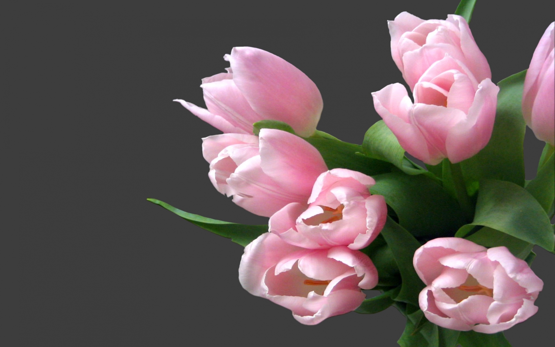 44288 Bildschirmschoner und Hintergrundbilder Tulpen auf Ihrem Telefon. Laden Sie  Bilder kostenlos herunter