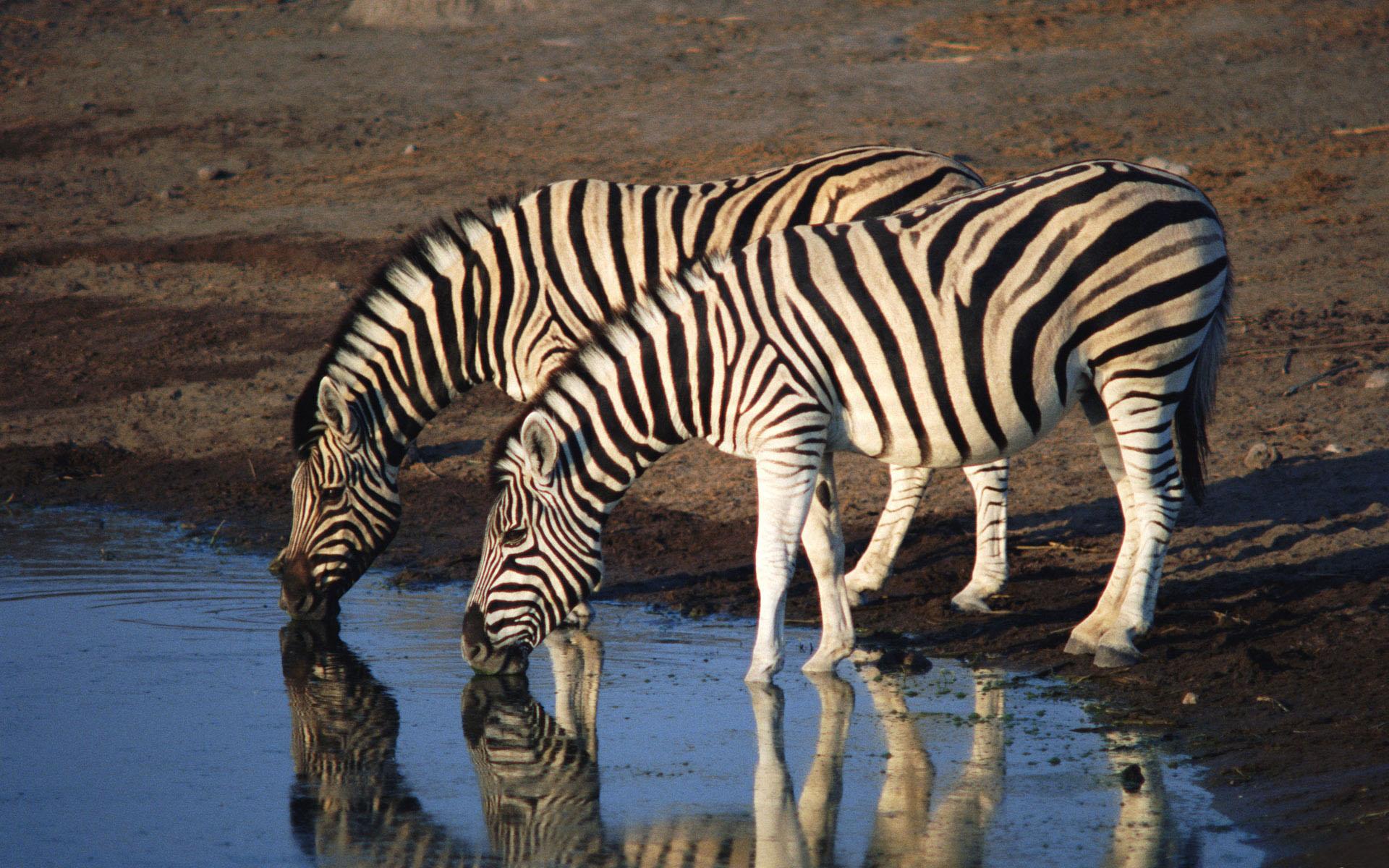 Зебра в Африке на водопое