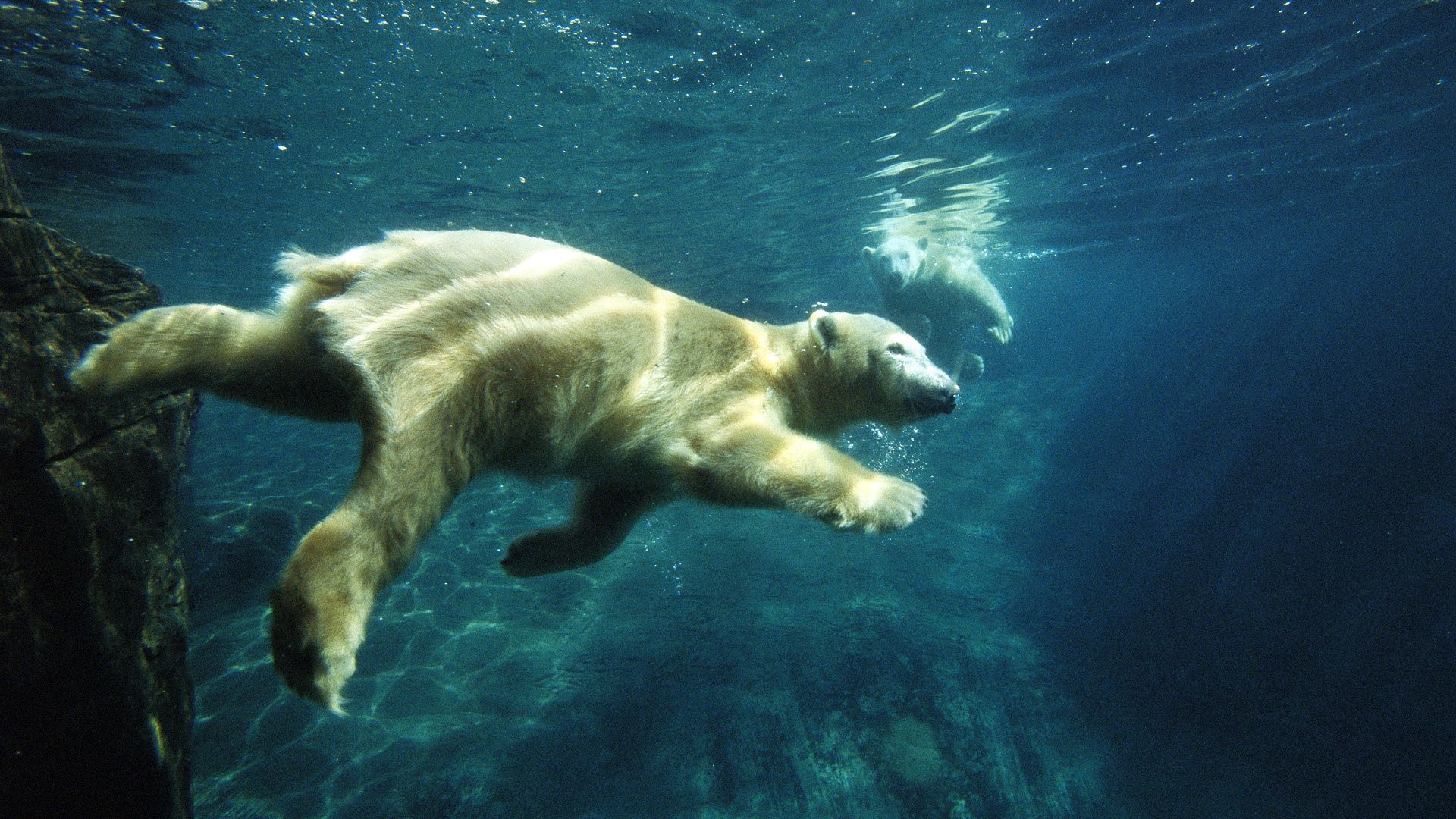 animals, to swim, swim, under water, underwater, polar bear lock screen backgrounds