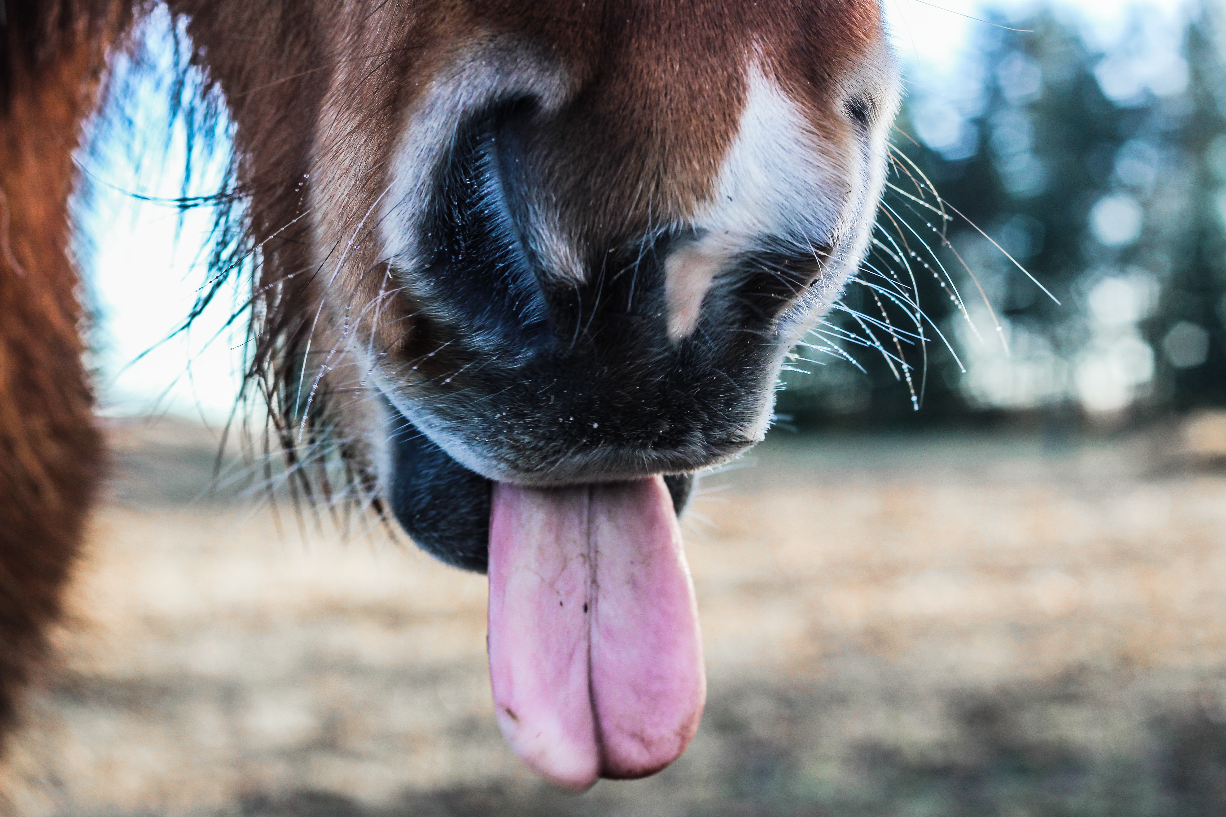 Laden Sie das Nase, Zunge, Sprache, Pferd, Tiere-Bild kostenlos auf Ihren PC-Desktop herunter